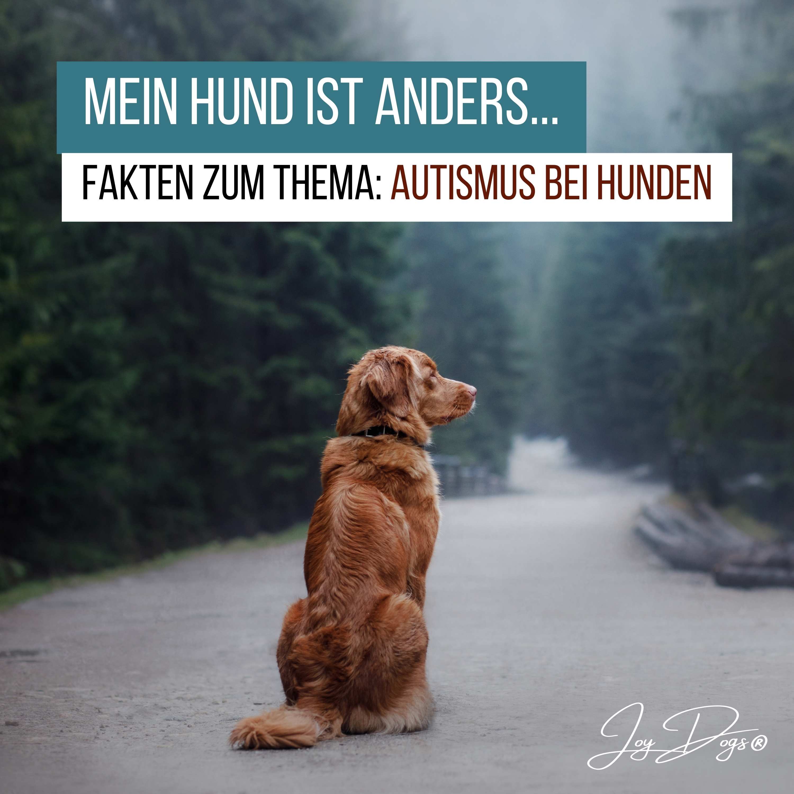 Mein Hund ist anders! Fakten zum Thema: Autismus bei Hunden episode artwork