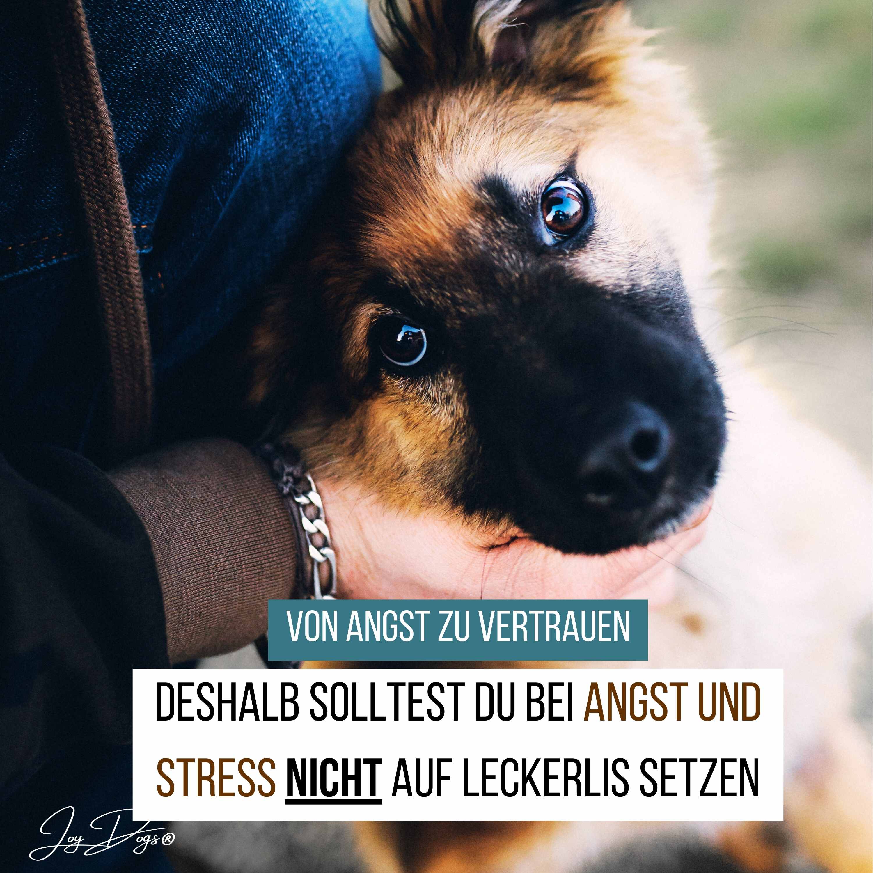 Deshalb solltest du bei Angst und Stress nicht auf Leckerlis setzen episode artwork