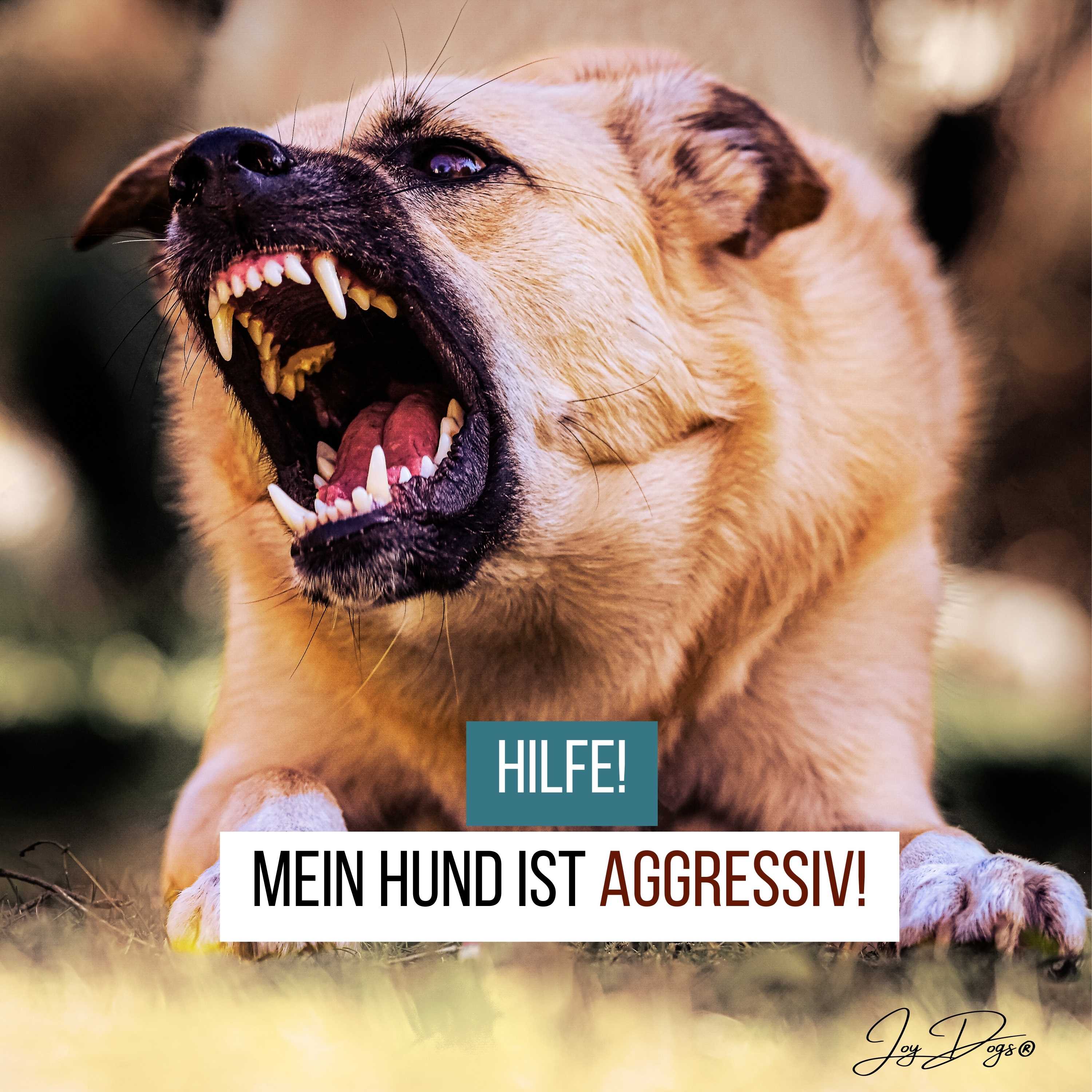 Hilfe, mein Hund ist aggressiv! episode artwork