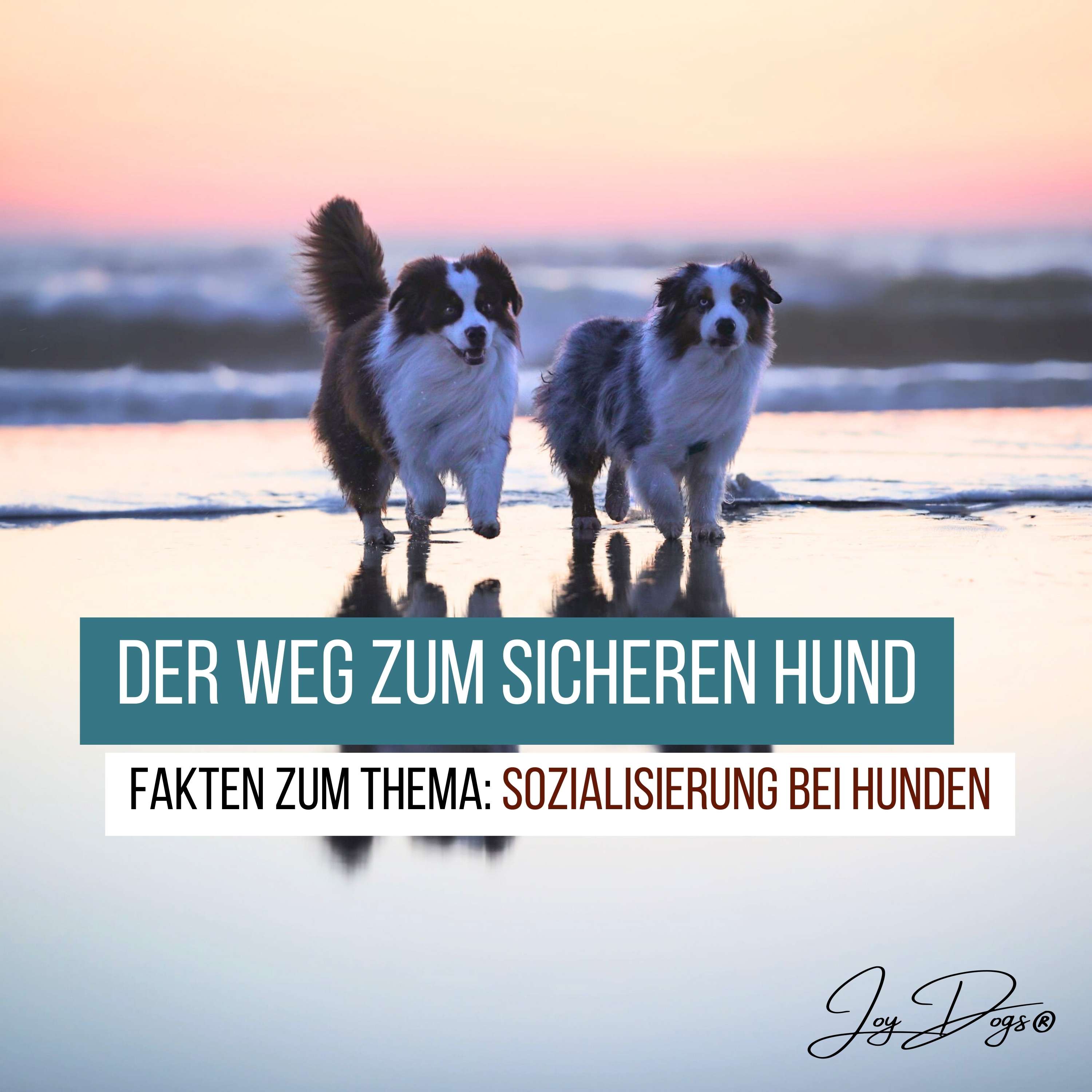 Der Weg zum sicheren Hund - Fakten zum Thema: Sozialisierung bei Hunden episode artwork