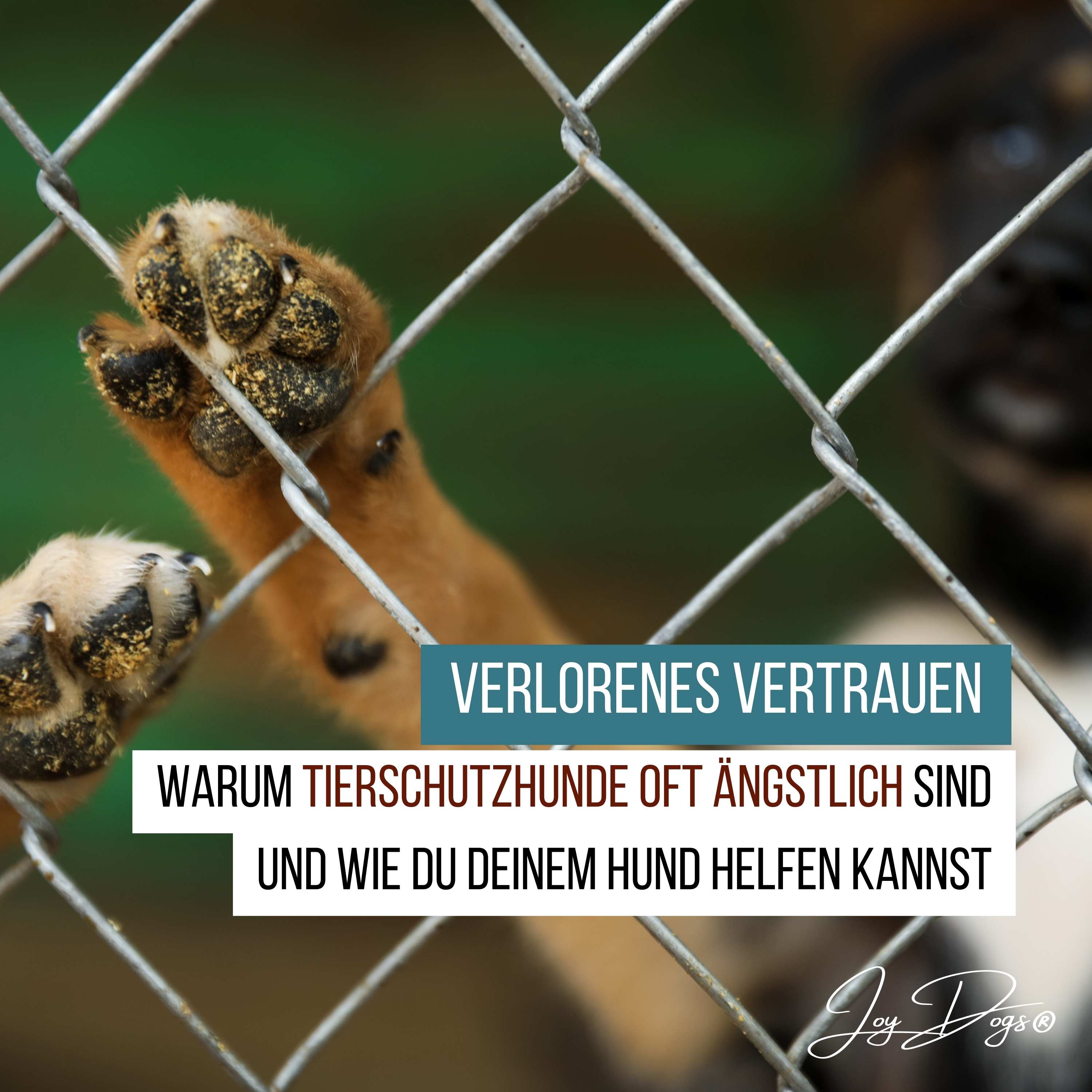 Verlorenes Vertrauen: Warum Tierschutzhunde oft ängstlich sind und wie du helfen kannst episode artwork