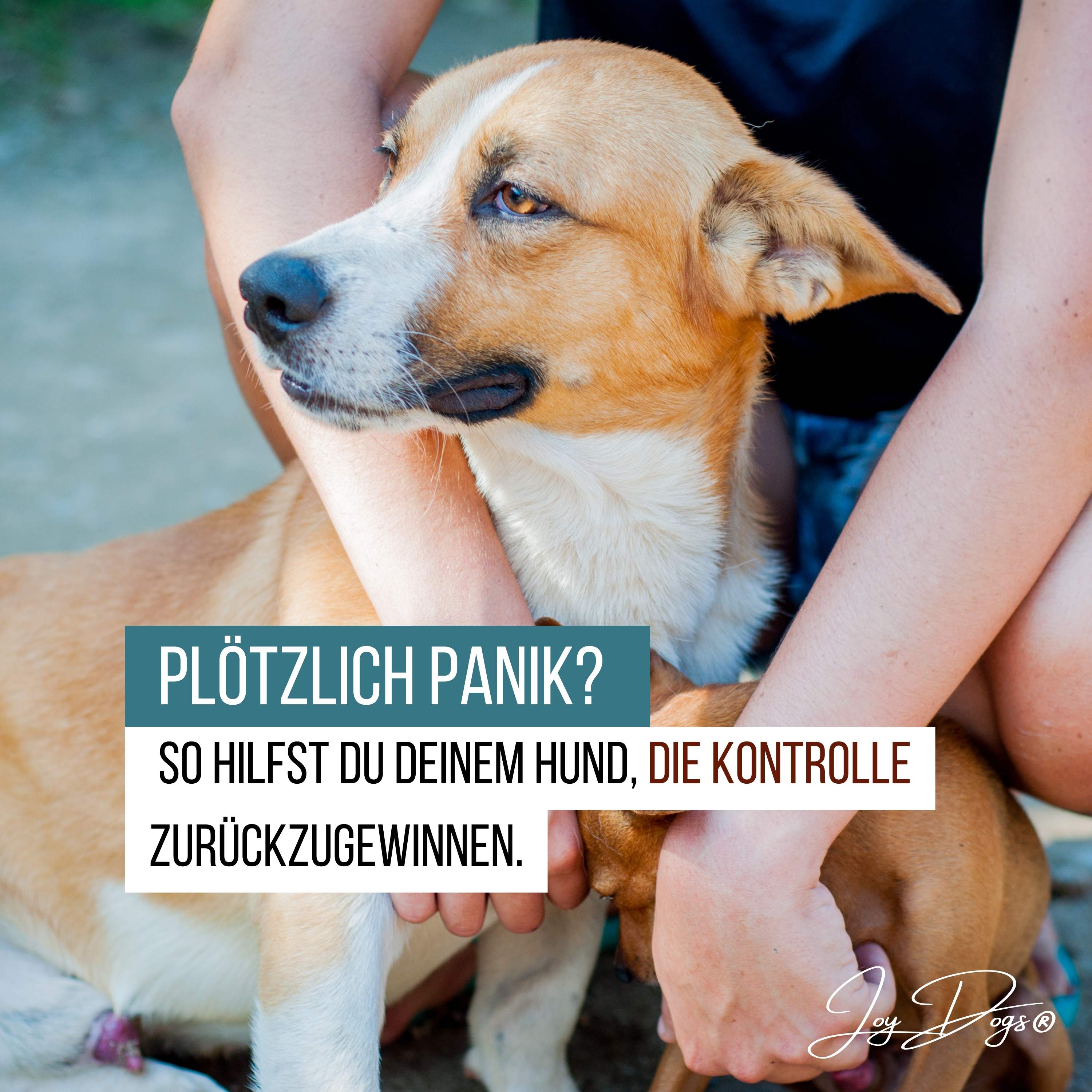 Plötzlich Panik!  So hilfst du deinem Hund, die Kontrolle zurückzugewinnen. episode artwork