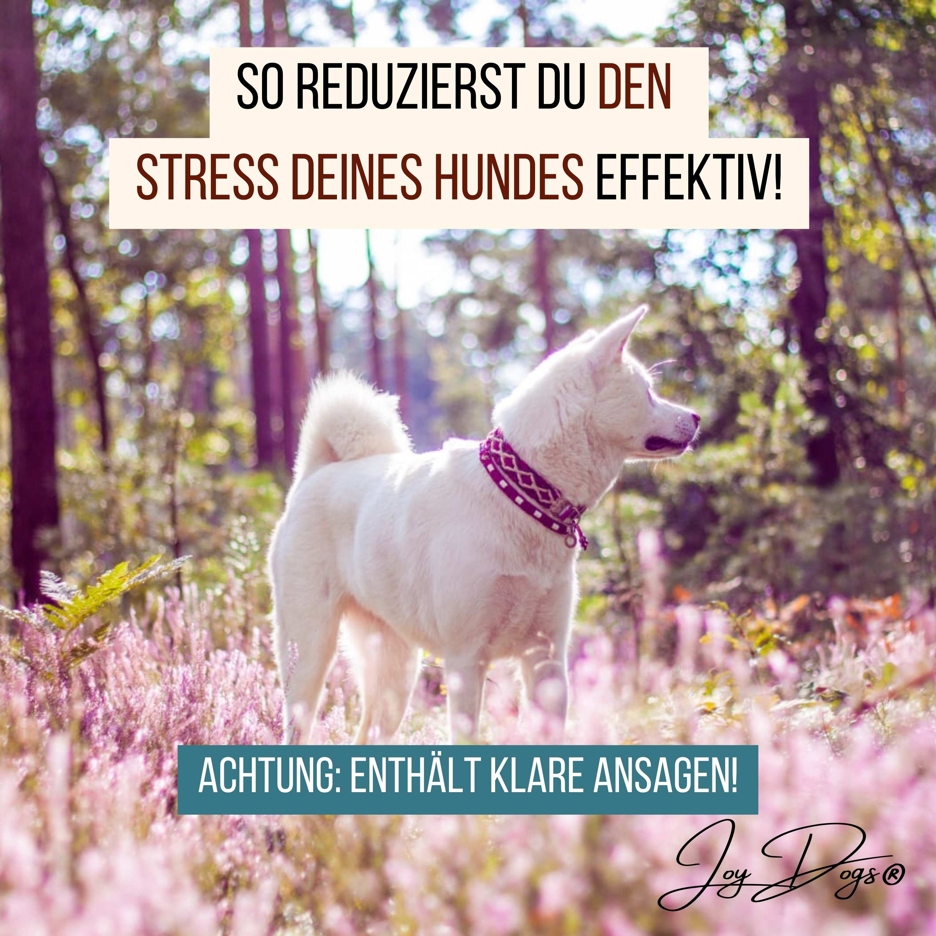 Wie du den Stress deines Hundes effektiv reduzierst - nachhaltig und ehrlich! episode artwork