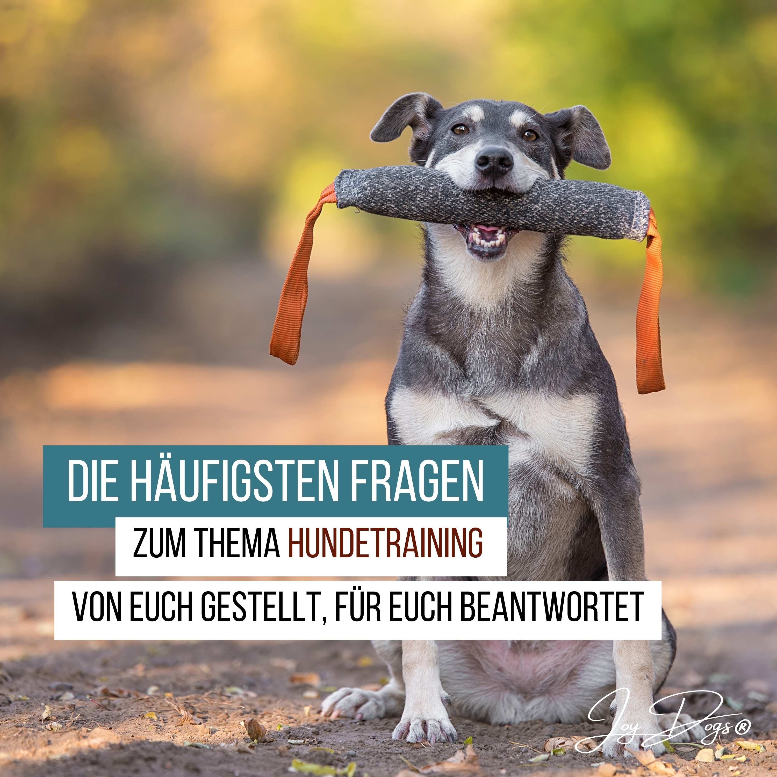 Die häufigsten Fragen zum Thema Hundetraining – Von euch gestellt, für euch beantwortet episode artwork