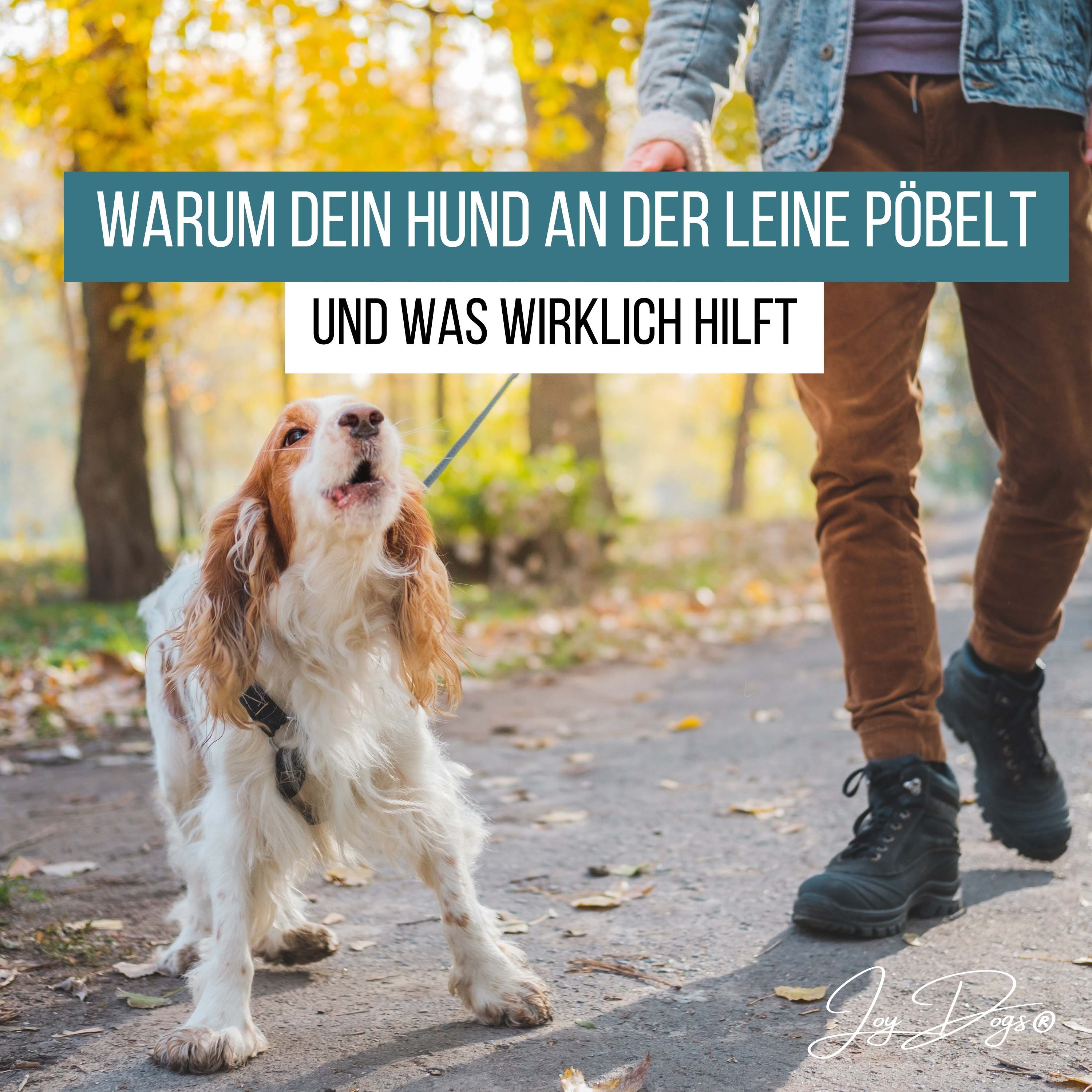 Warum dein Hund an der Leine pöbelt – und was wirklich hilft episode artwork