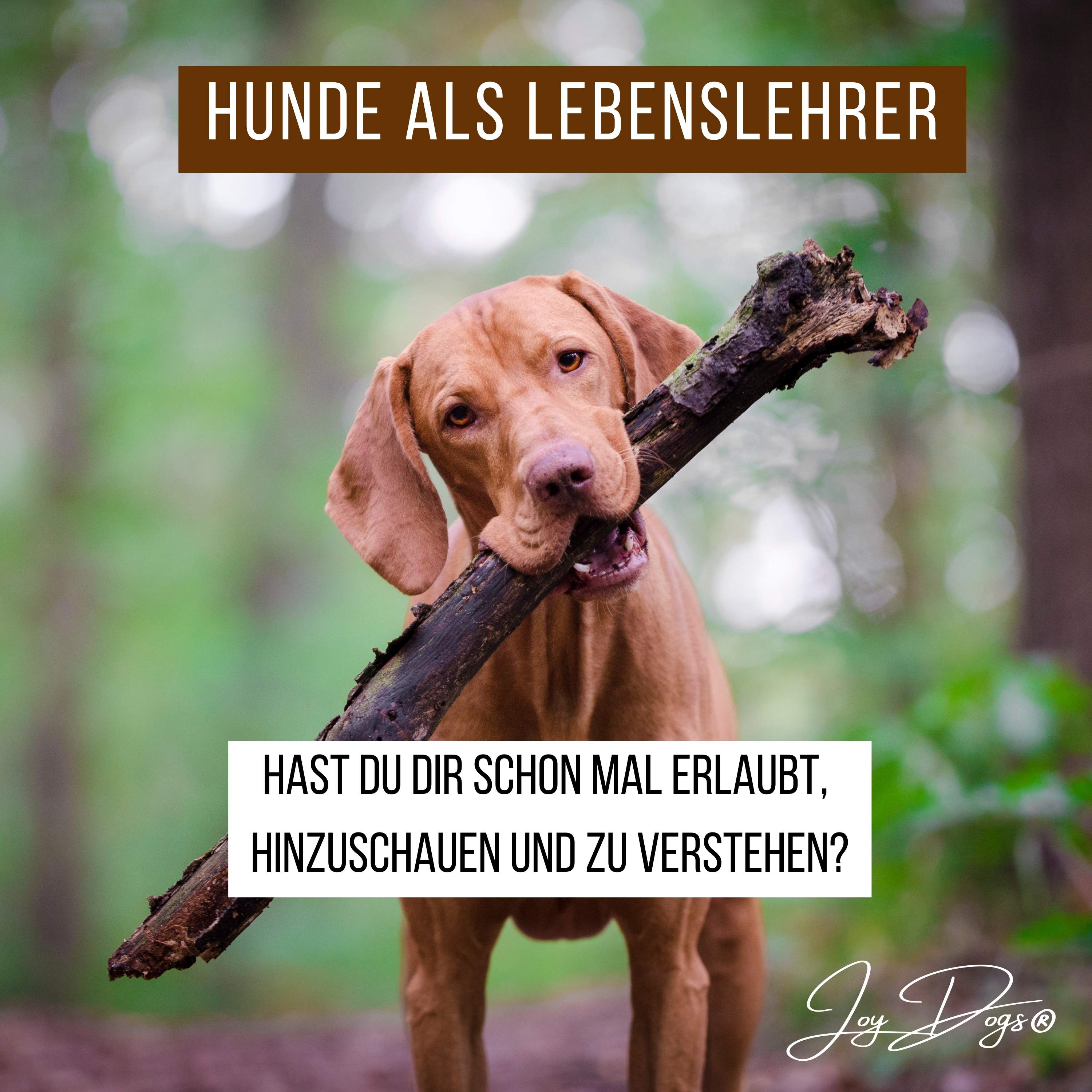 Was unsere Hunde uns lehren episode artwork