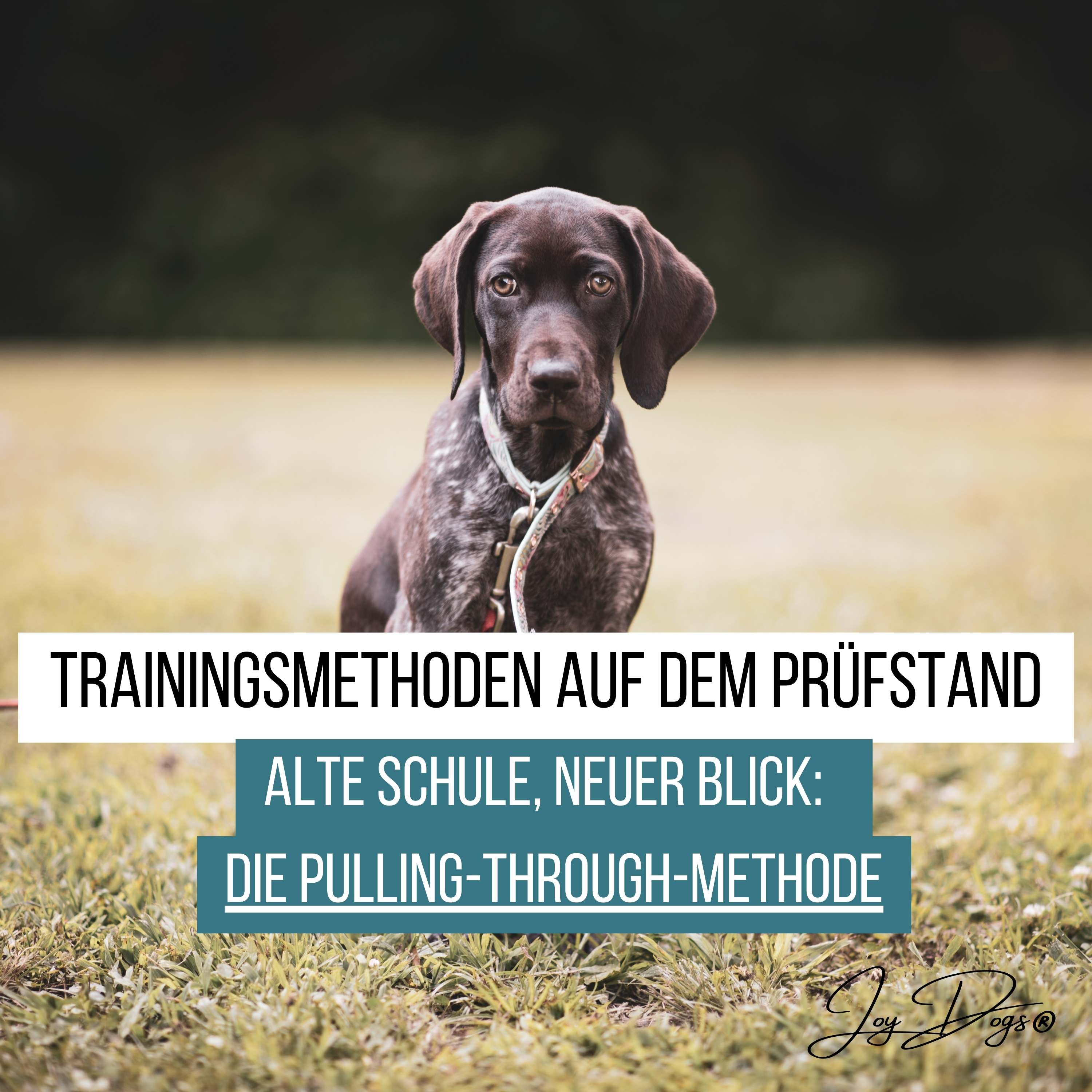 Trainingsmethoden auf dem Prüfstand – Folge 1: Die Pulling-Through-Methode episode artwork