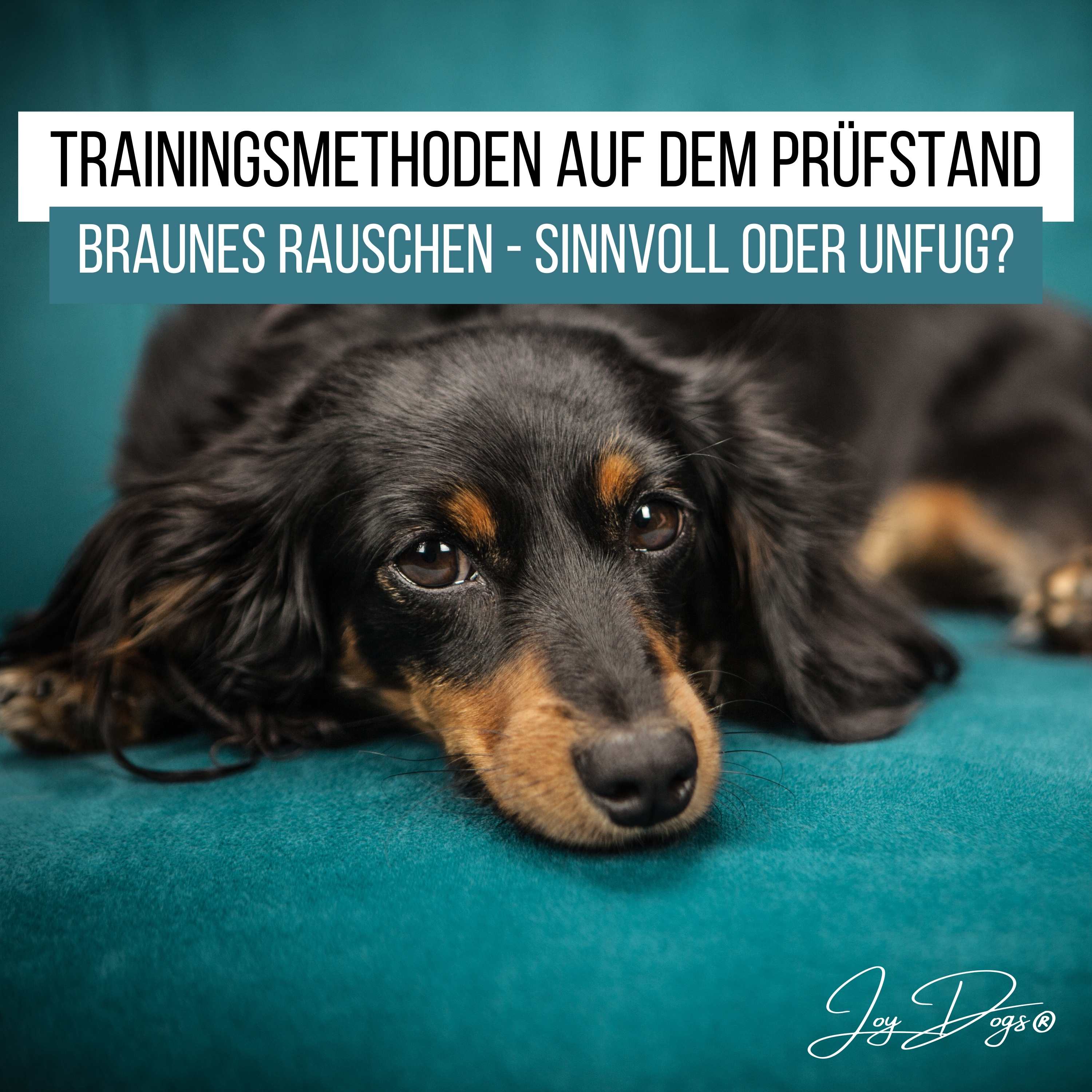 Trainingsmethoden auf dem Prüfstand: Folge 2 - Braunes Rauschen - Sinnvoll oder Unsinn? episode artwork