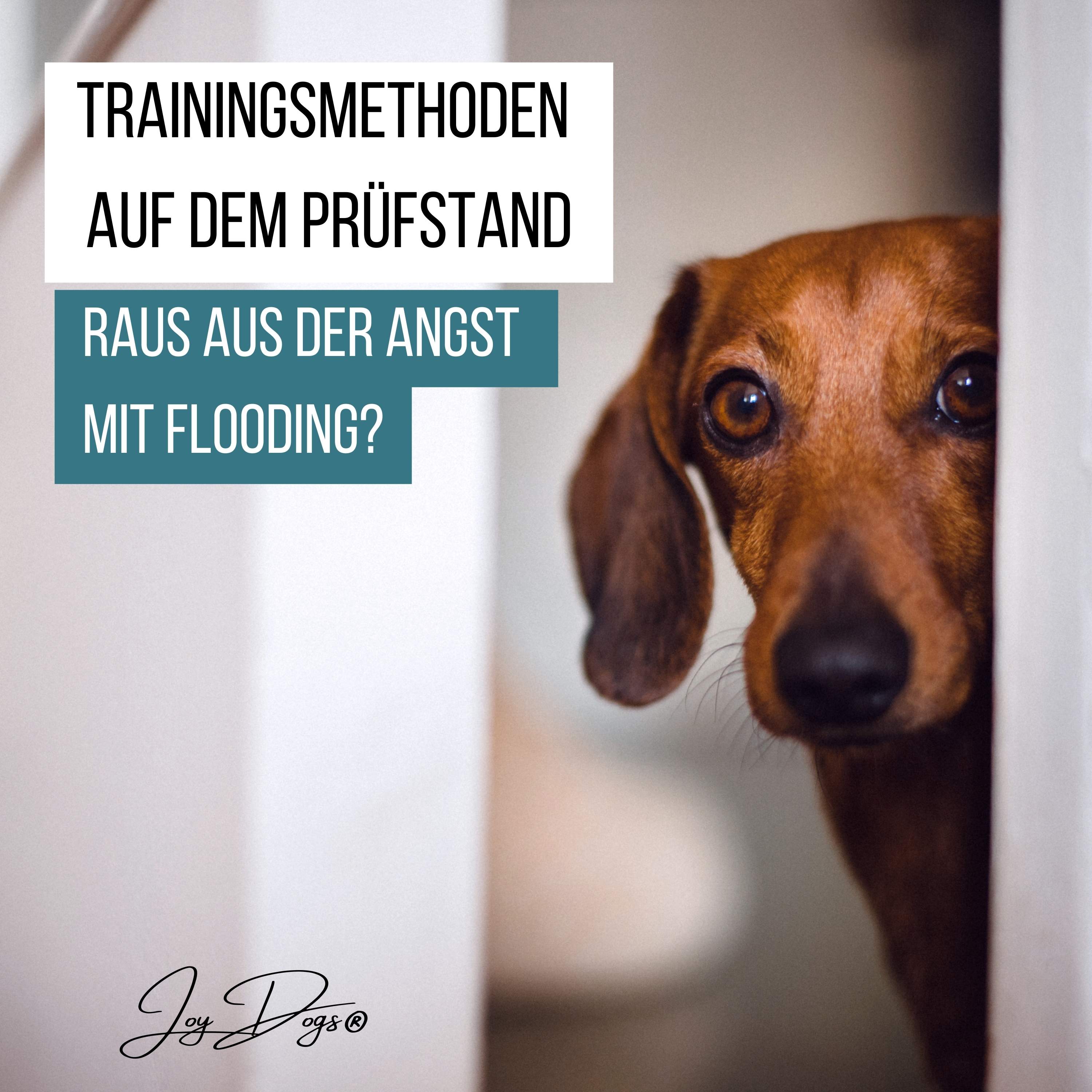 Trainingsmethoden auf dem Prüfstand - Folge 3 - Raus der Angst mit Flooding? episode artwork