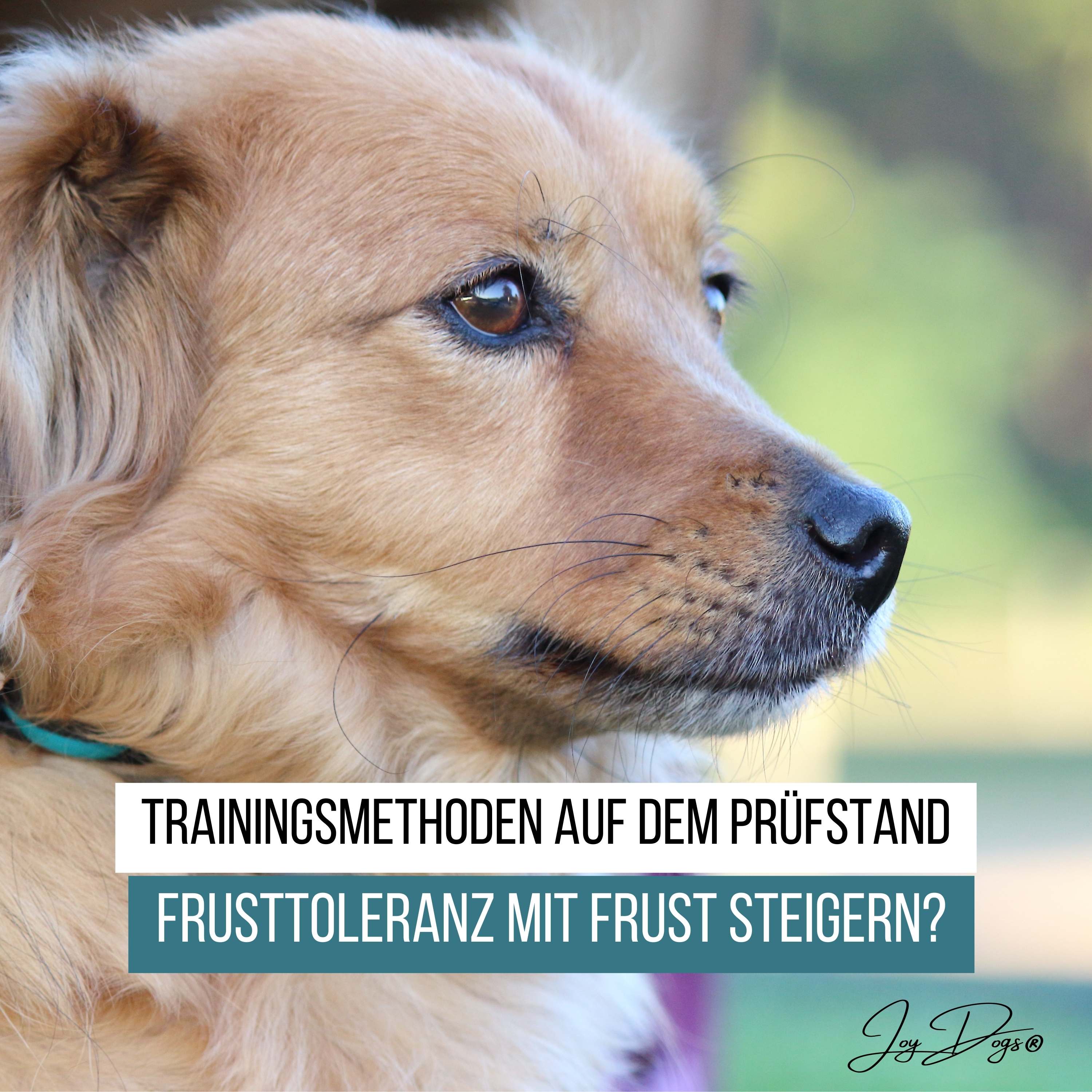 Trainingsmethoden auf dem Prüfstand - Folge 4 - Frusttoleranz mit Frust steigern? episode artwork