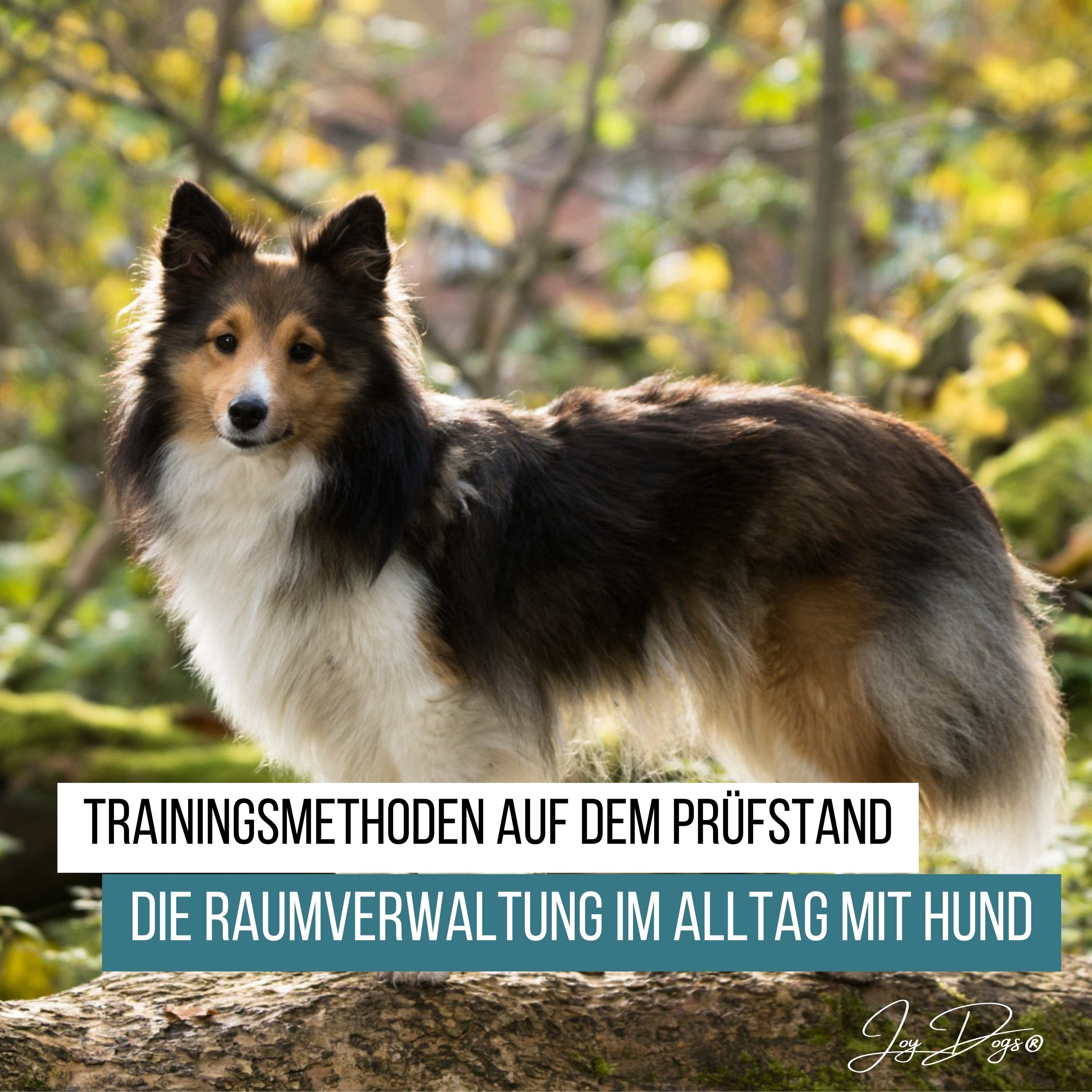 Trainingsmethoden auf dem Prüfstand - Folge 5 - Die Raumverwaltung episode artwork