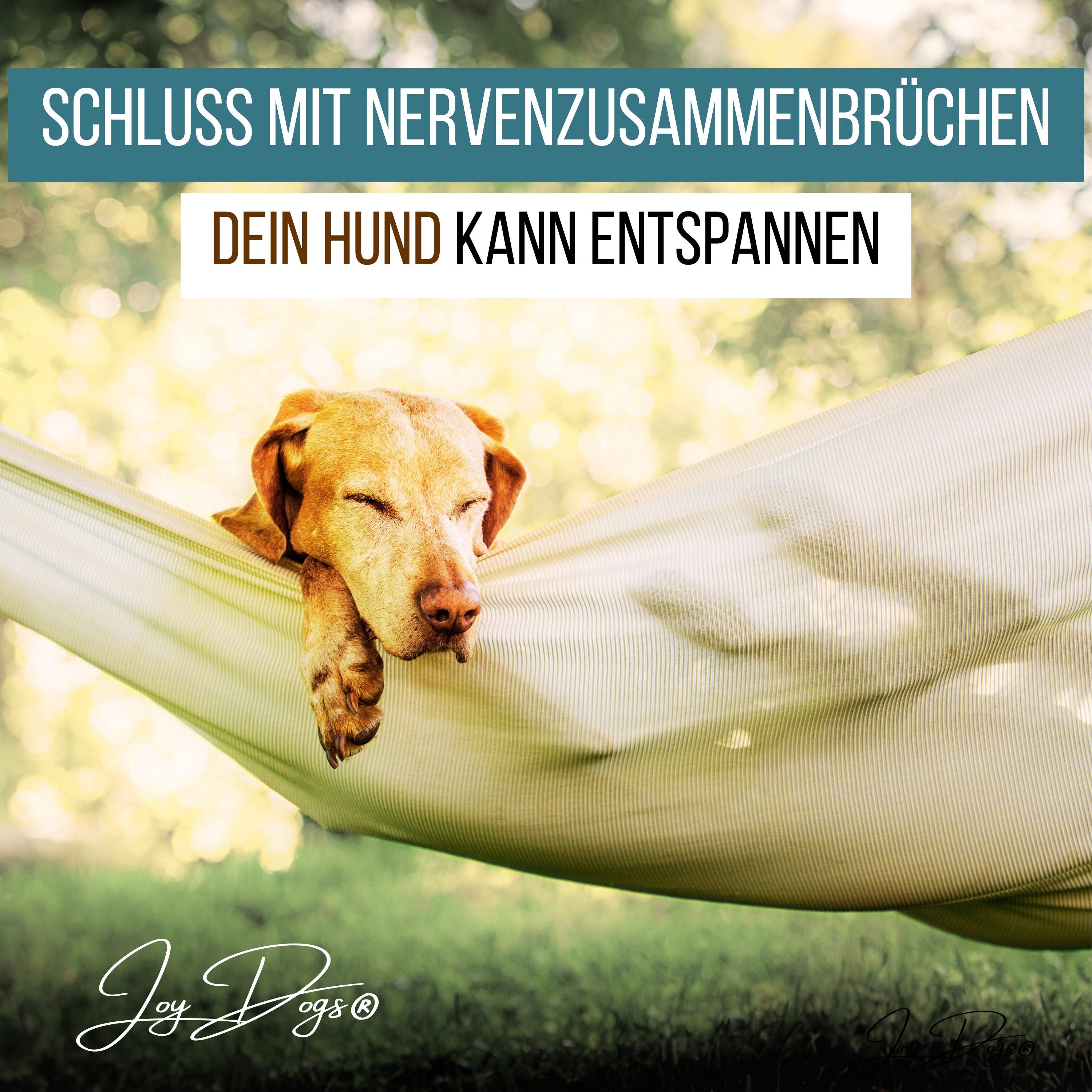 Schluss mit Nervenzusammenbrüchen: Dein Hund kann entspannen episode artwork
