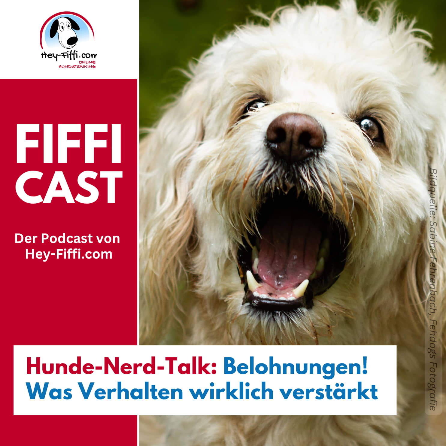 Hunde-Nerd-Talk: Belohnungen! Was Verhalten wirklich verstärkt episode artwork