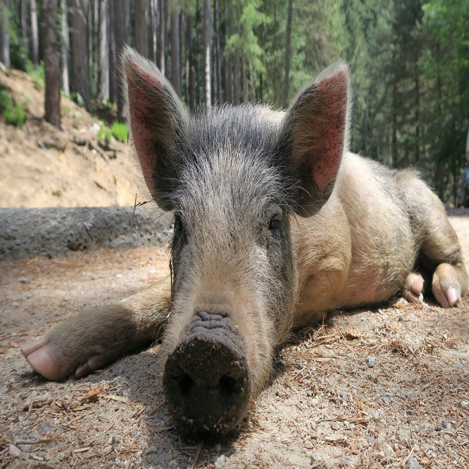 1 Minute Deutsch - Schwein haben