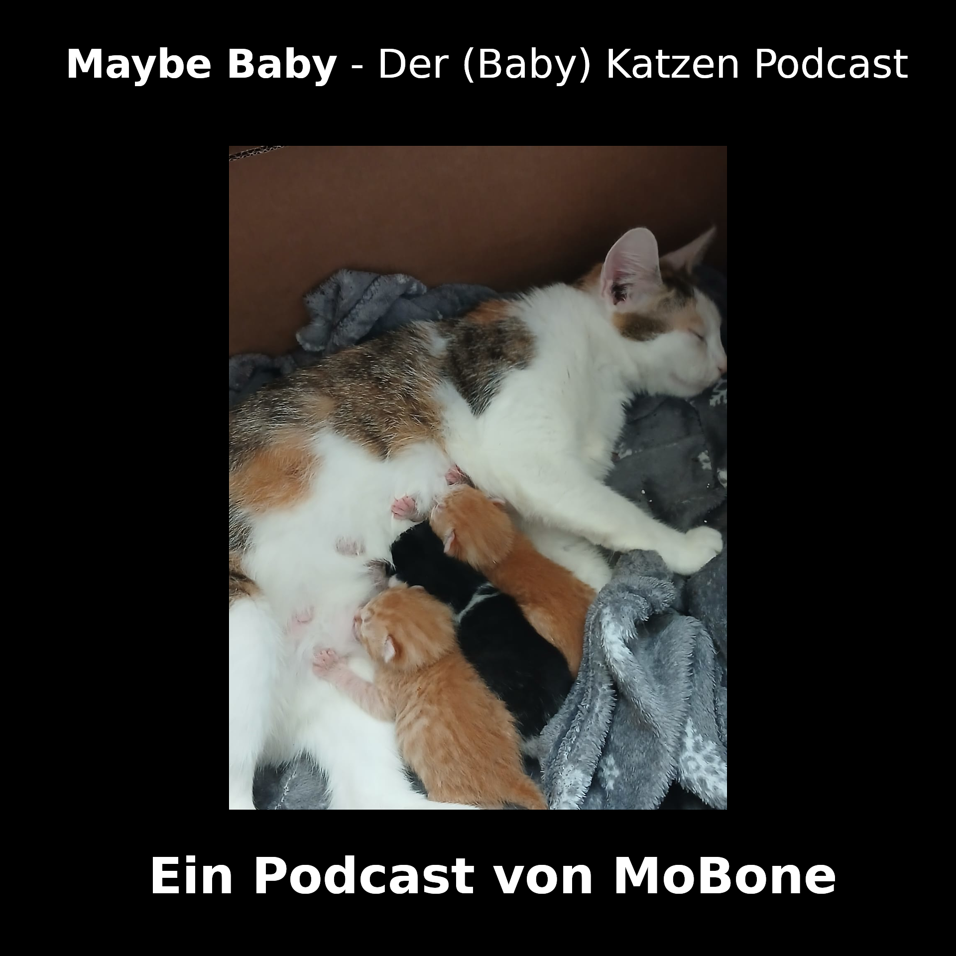 Maybe Baby - Der (Baby) Katzen Podcast podcast artwork