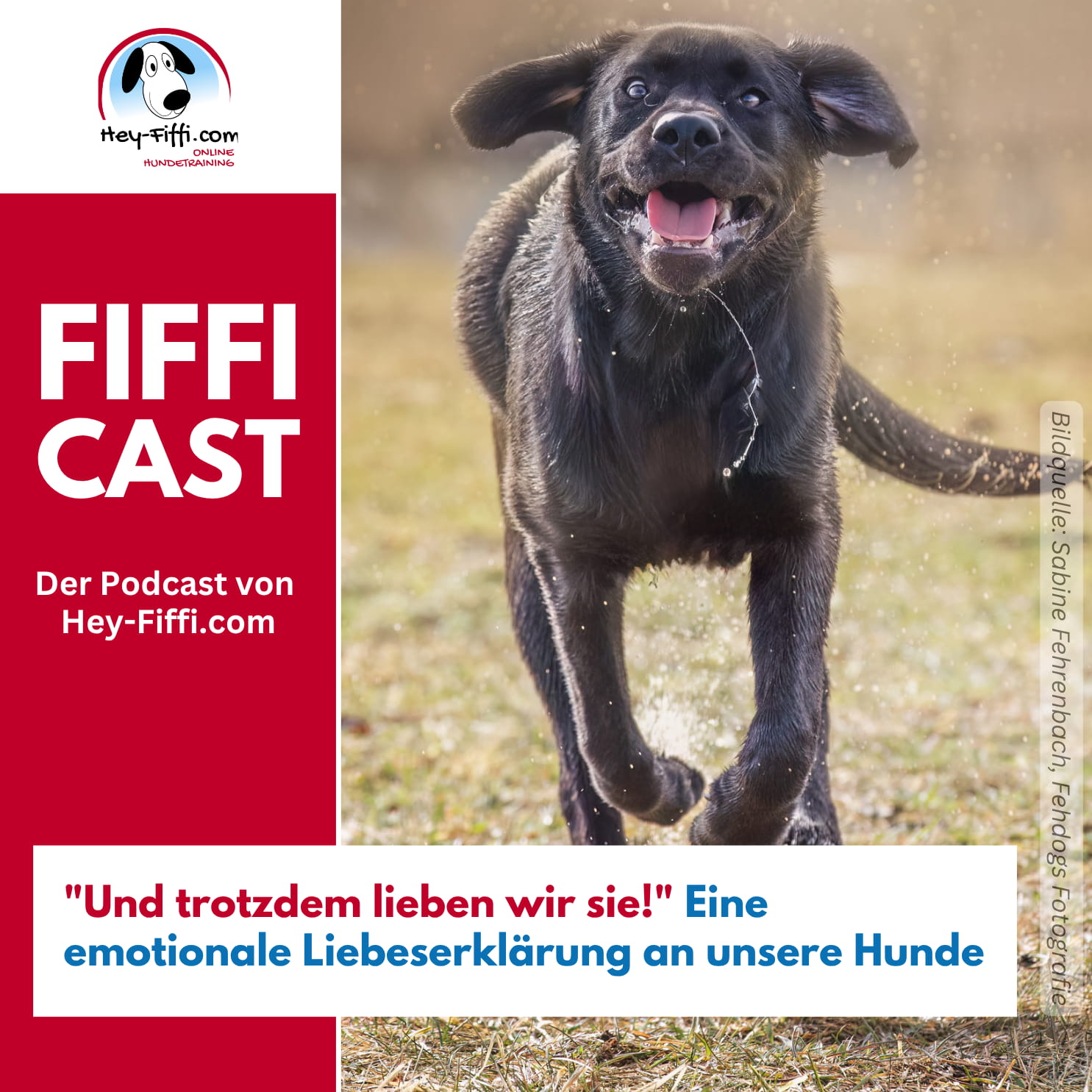 „Und trotzdem lieben wir sie!“ Eine emotionale Liebeserklärung an unsere Hunde episode artwork