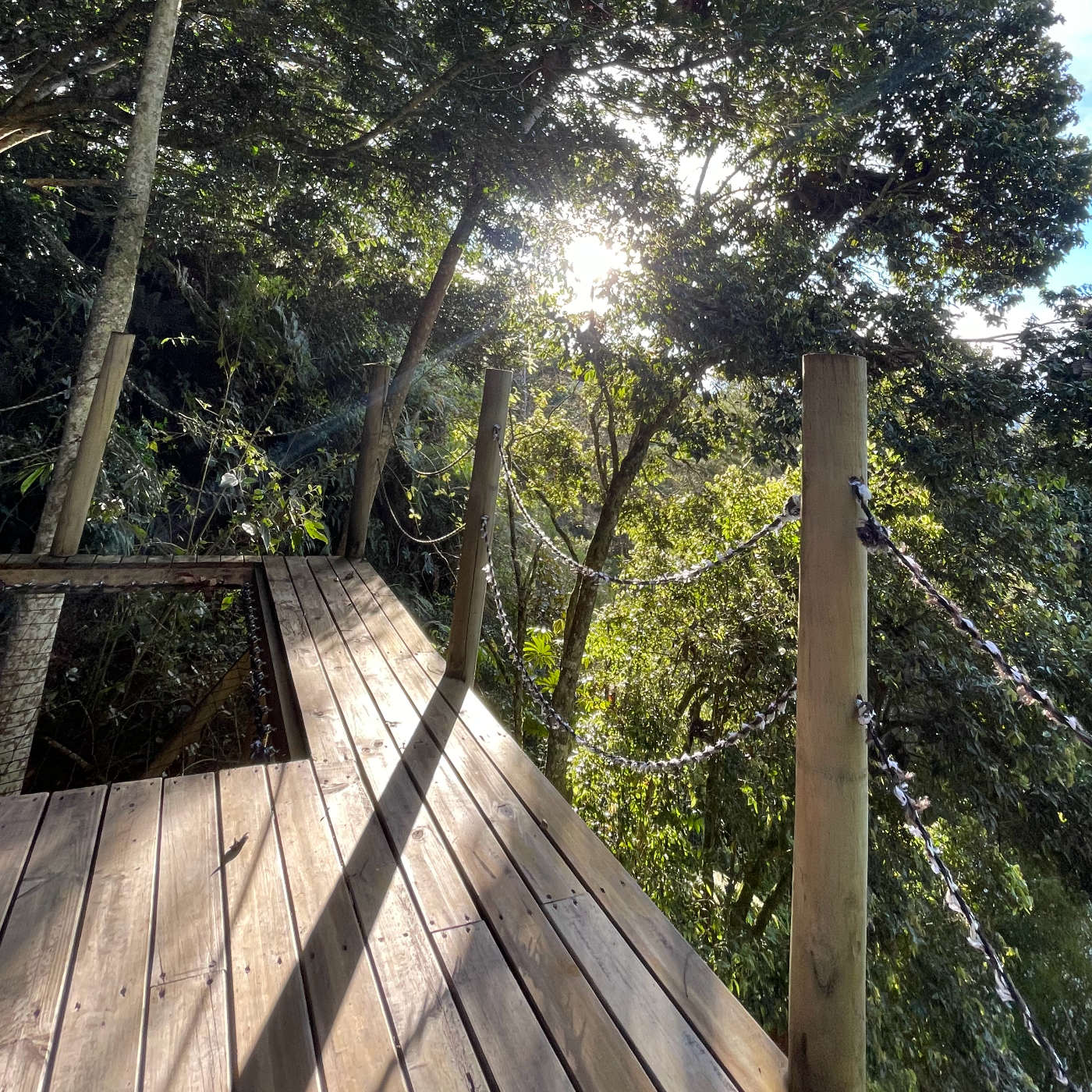 (ohne Musik) Mi, 22.07. - Die Hängematte in den Baumkronen: Traumreise zum Einschlafen im Wald episode artwork