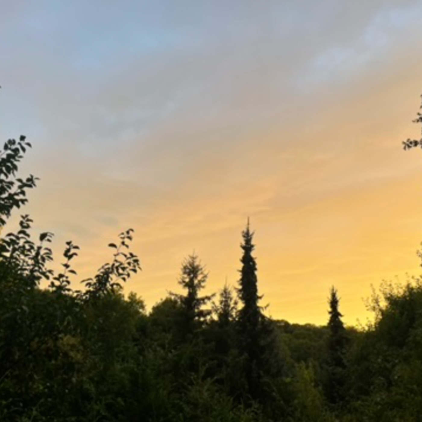 (ohne Musik) Sa, 22.08. Wo Bäume wachen - Traumreise in den Wald