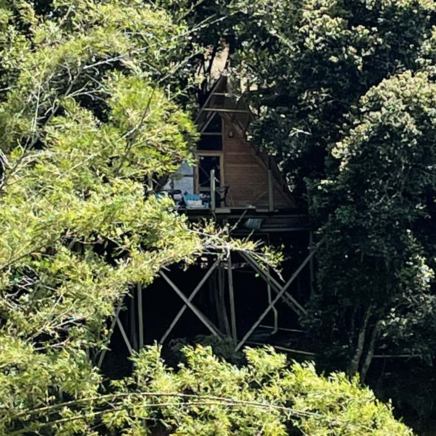 (ohne Musik) Mi, 02.09. Regenwald-Traumreise: Ruhe finden im Baumhaus