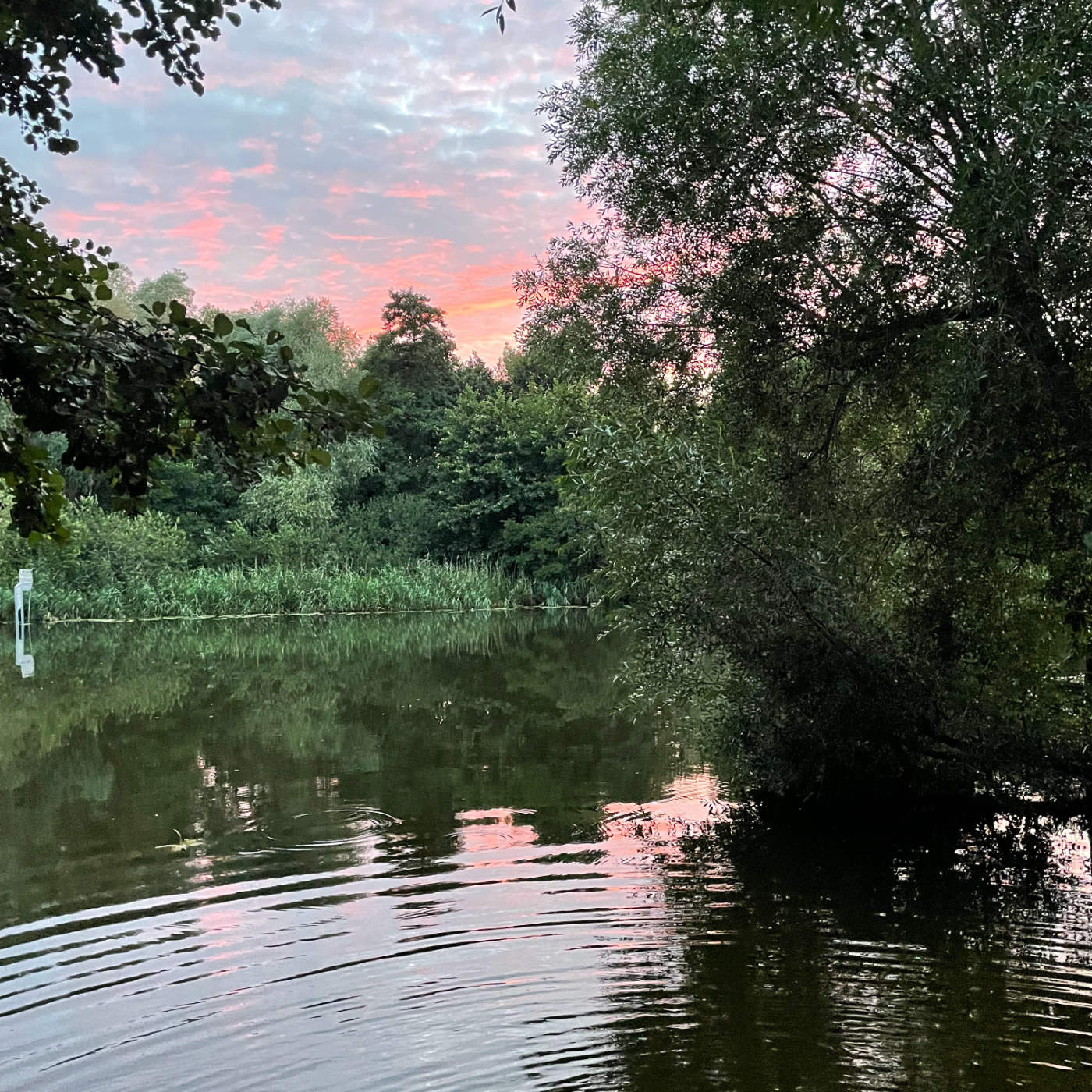 (ohne Musik) Mi, 07.10. Entspannt einschlafen: Flüssiges Gold am Teich episode artwork