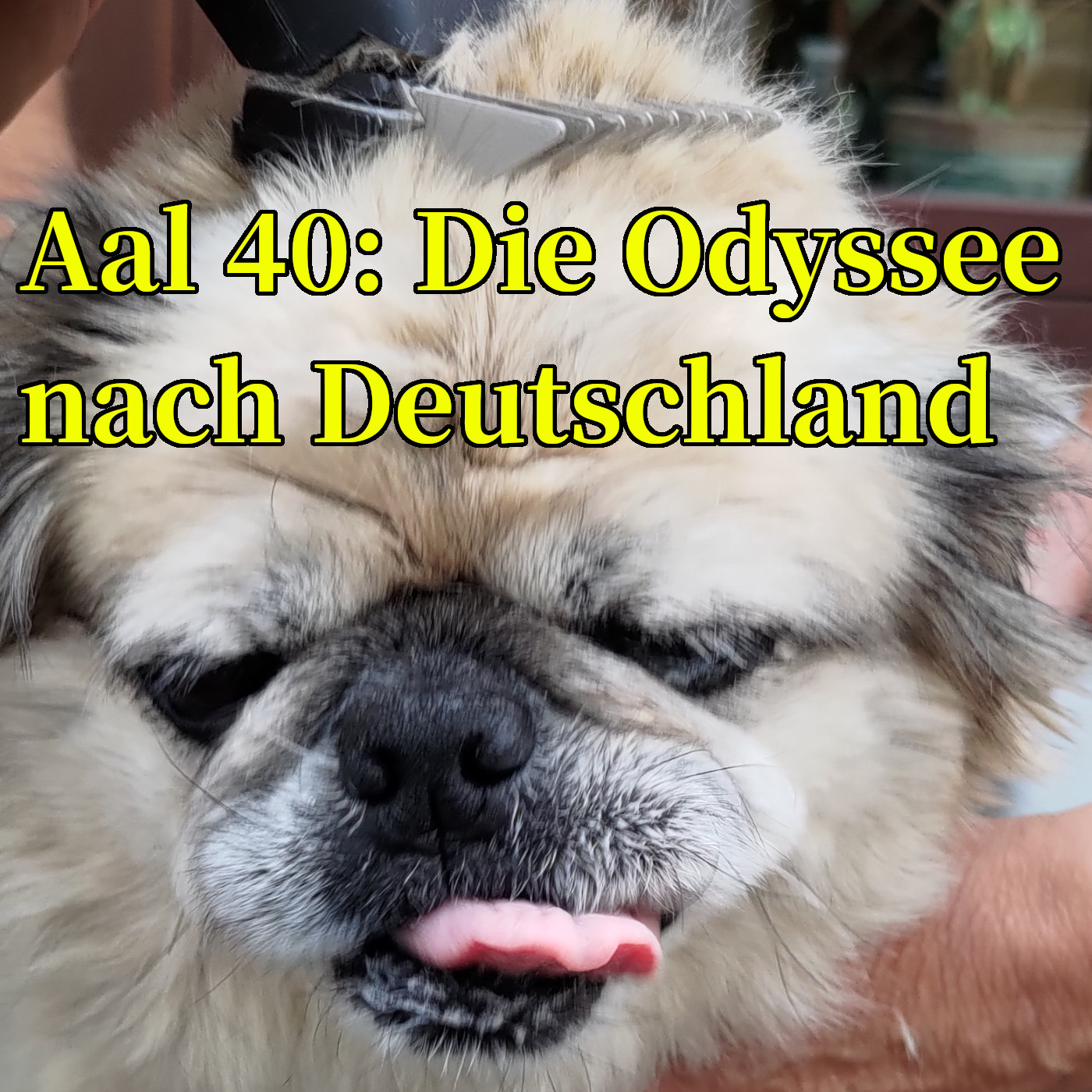Aal 40: Die Odyssee nach Deutschland
