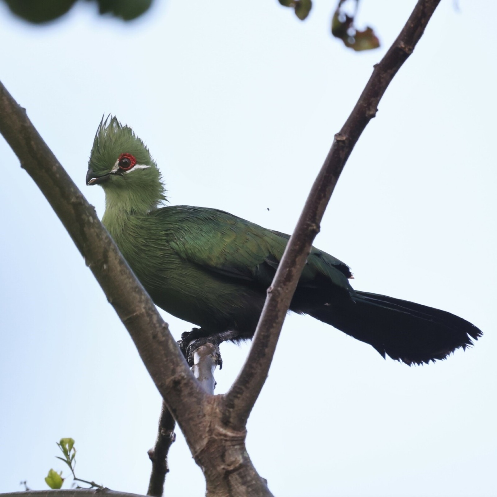 Schwarzschnabelturako