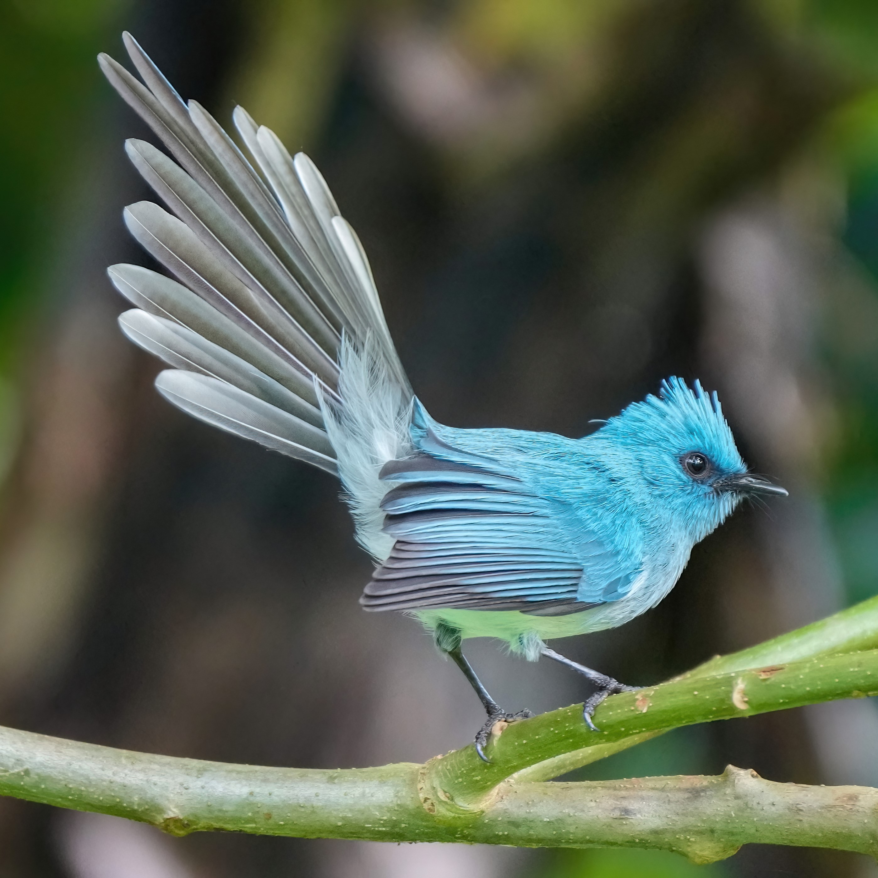 African Blue Flycatcher
