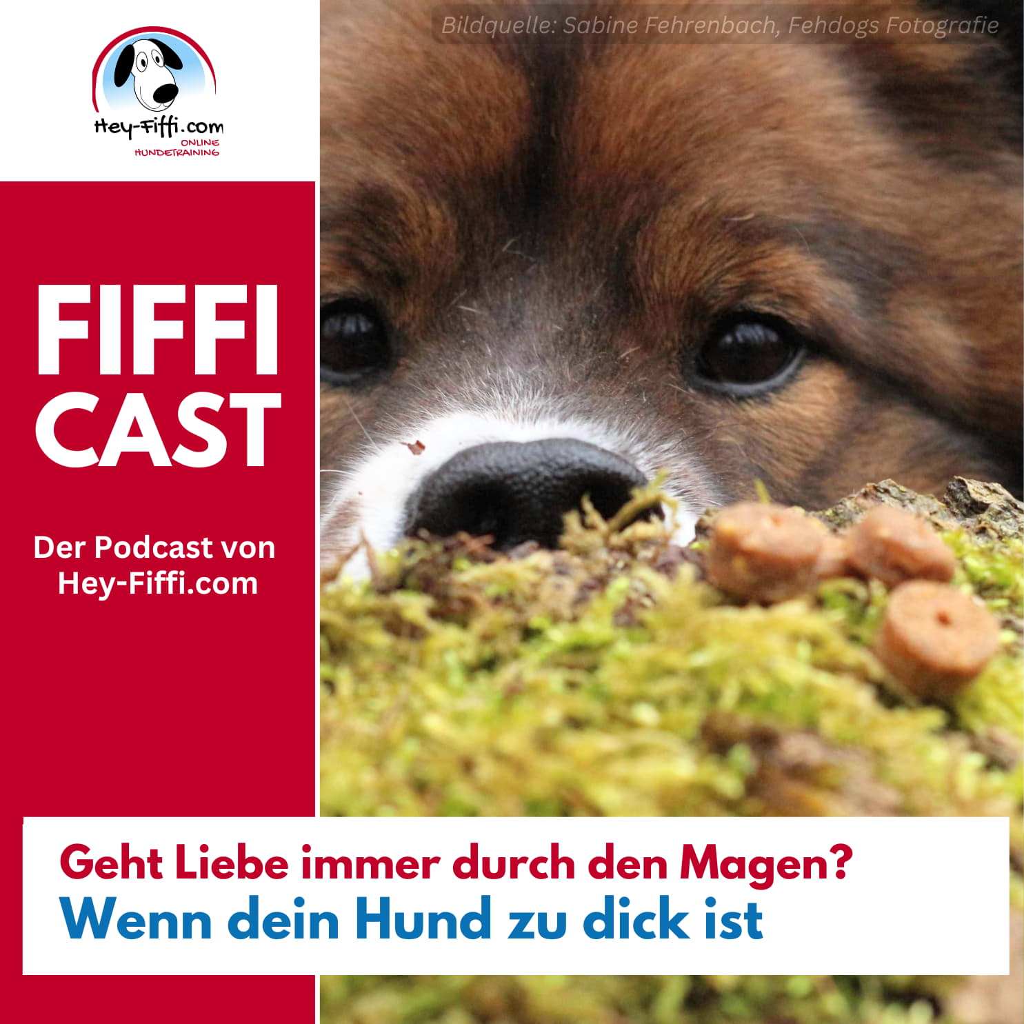 Geht Liebe immer durch den Magen? – Wenn dein Hund zu dick ist Geht Liebe immer durch den Magen? – Wenn dein Hund zu dick ist