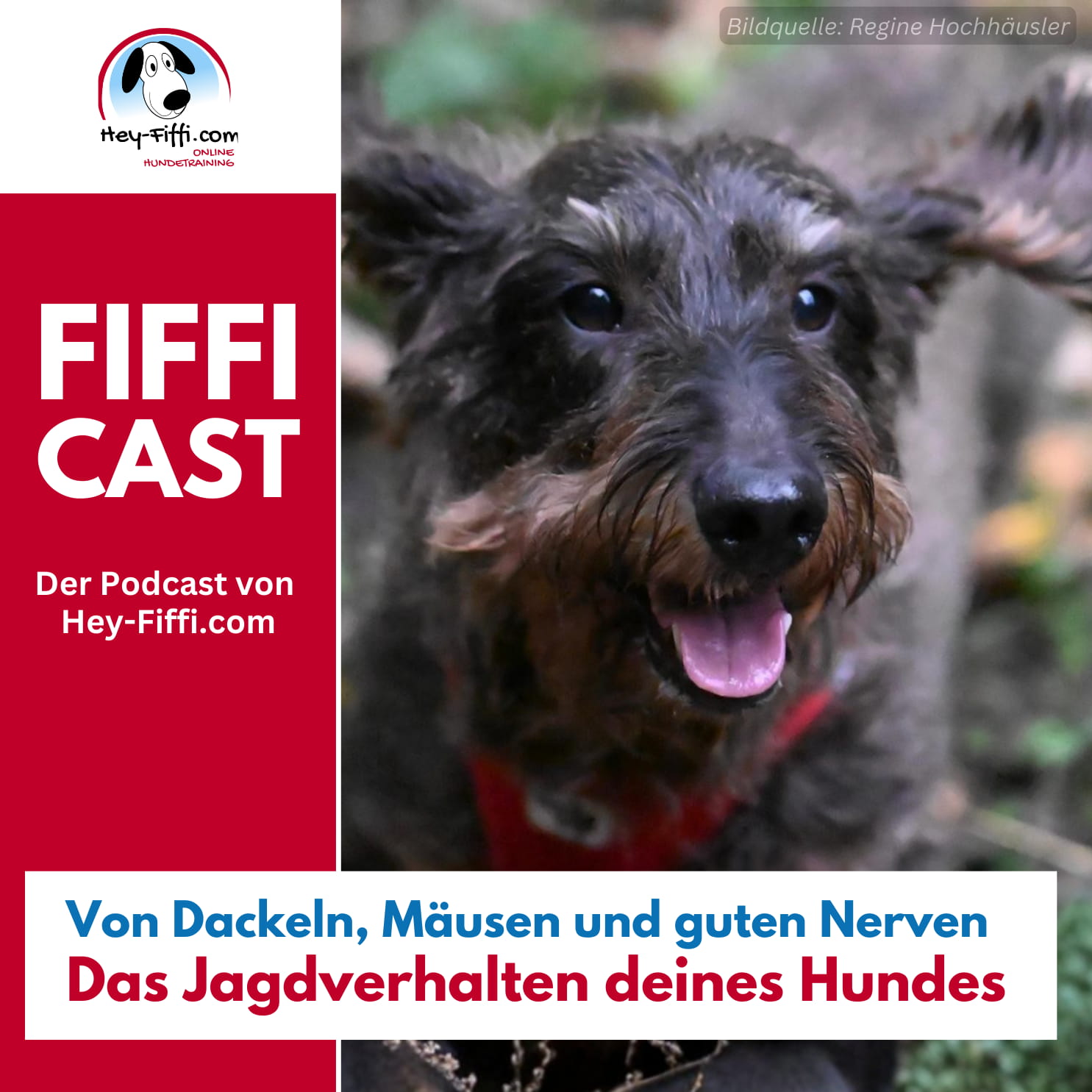 Von Dackeln, Mäusen und guten Nerven – Das Jagdverhalten deines Hundes Von Dackeln, Mäusen und guten Nerven – Das Jagdverhalten deines Hundes