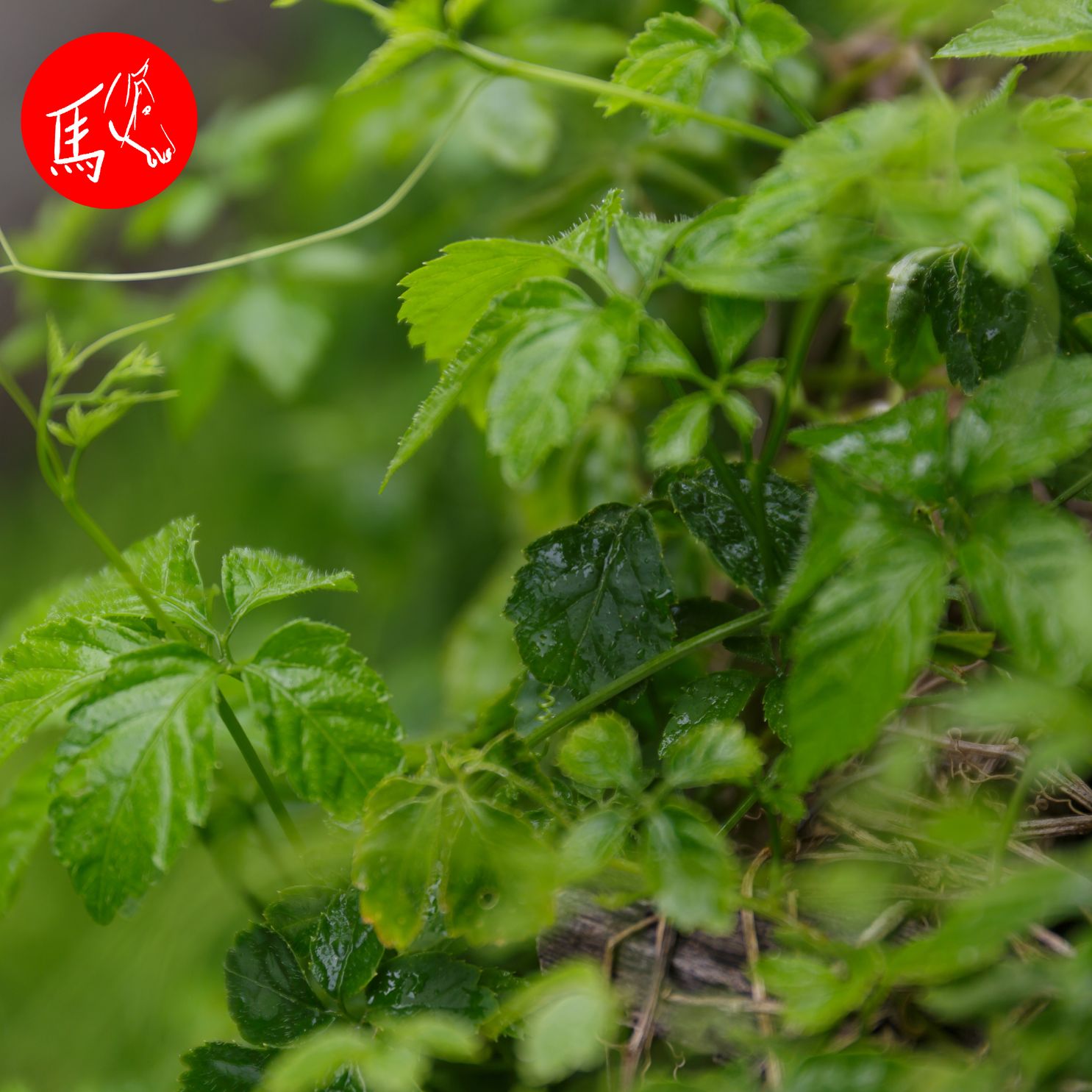 Heilpflanzen für Tiere: Kraut der Unsterblichkeit Heilpflanzen für Tiere: Kraut der Unsterblichkeit