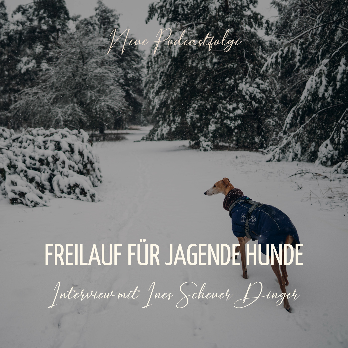 SoulDogs Dein Podcast für Herz & Hund