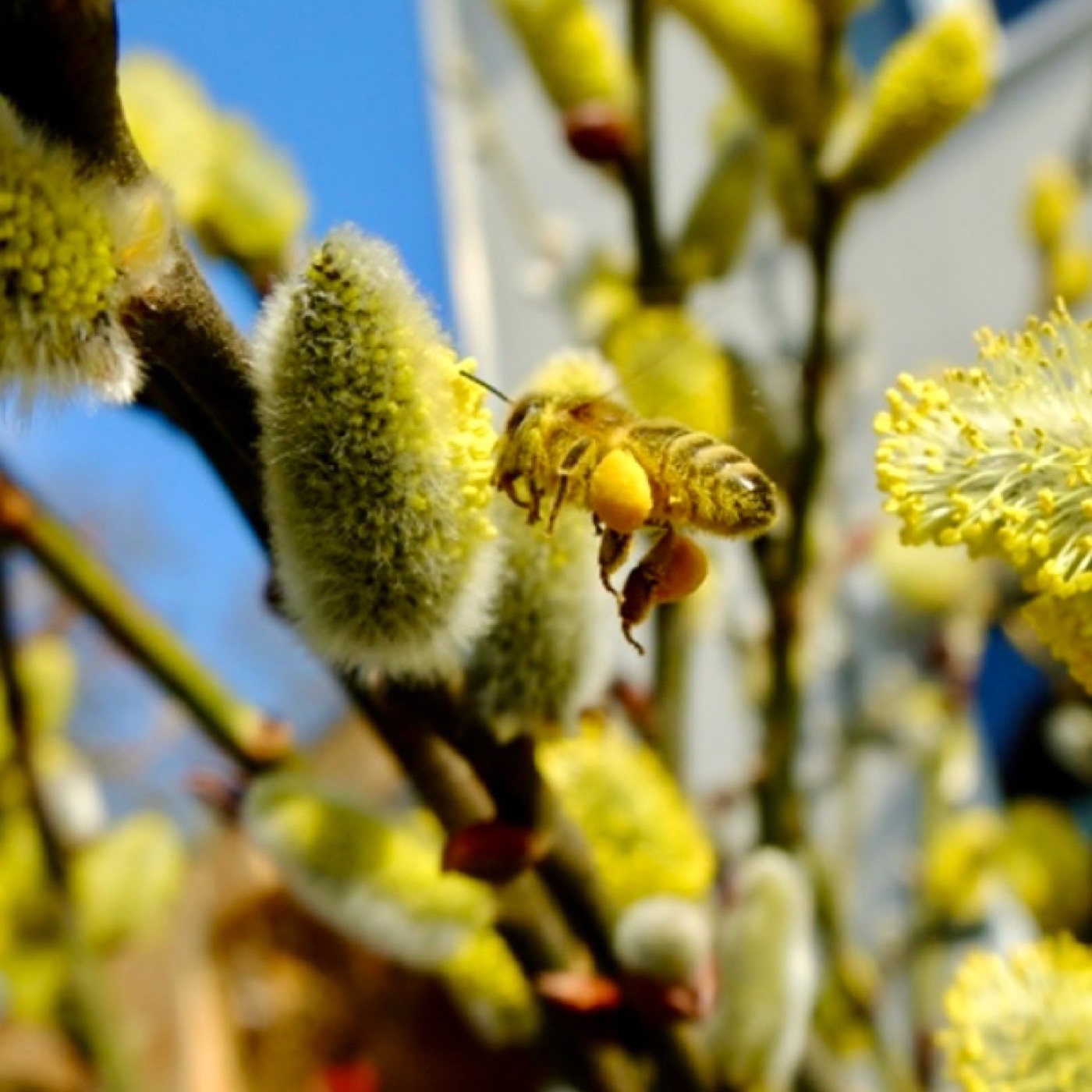 Frühlingssummen - wenn die Bienen wieder fliegen episode artwork