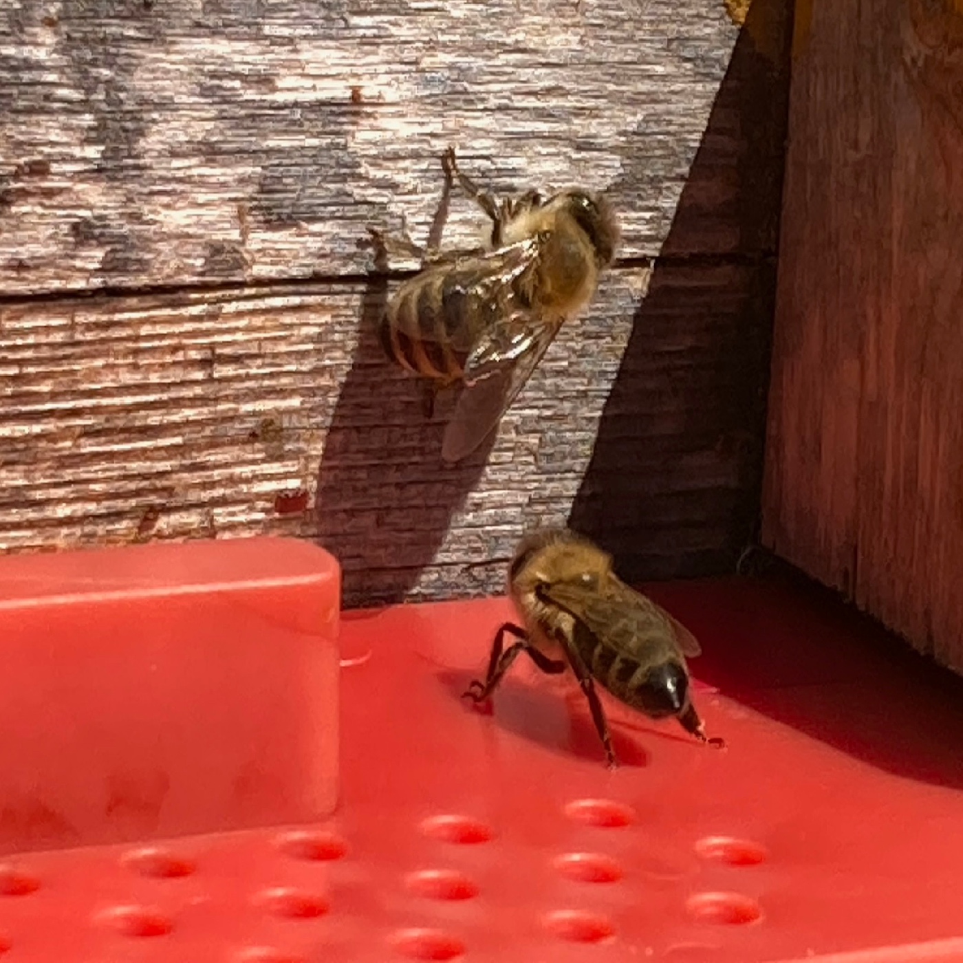 "Auf die Bienen, fertig los" episode artwork