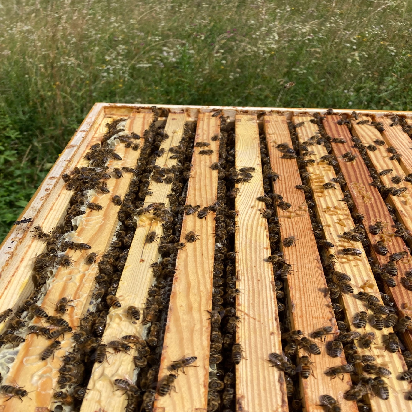 Tête a tête mit unseren Bienen episode artwork