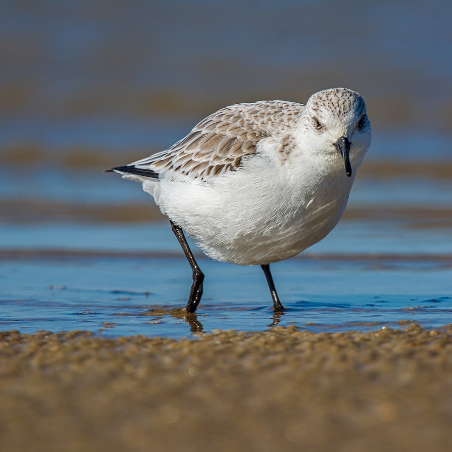 Sanderling
