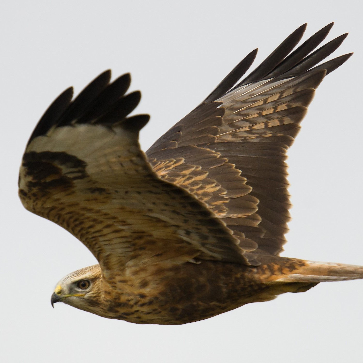 Adlerbussard