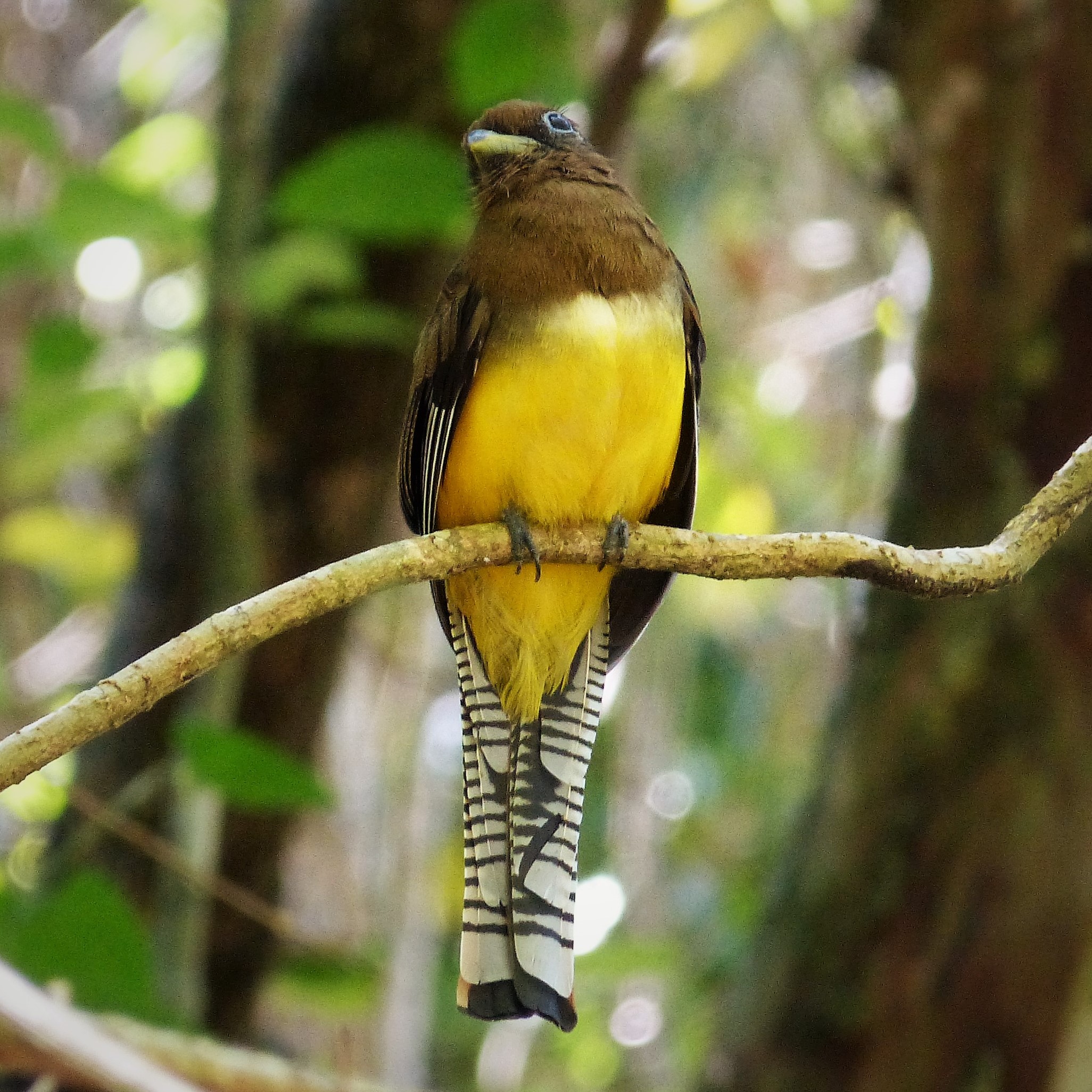 Alagoa-Schwarzkehl-Trogon - Trogon muriciensis