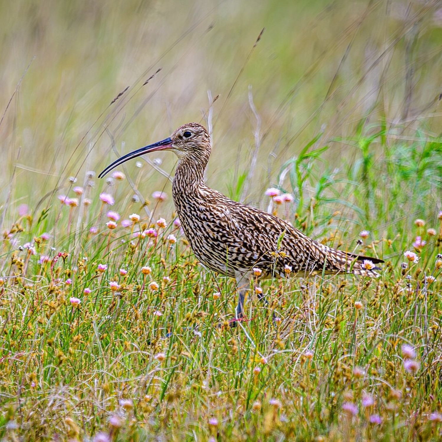 Vogel der Woche - bird of the week