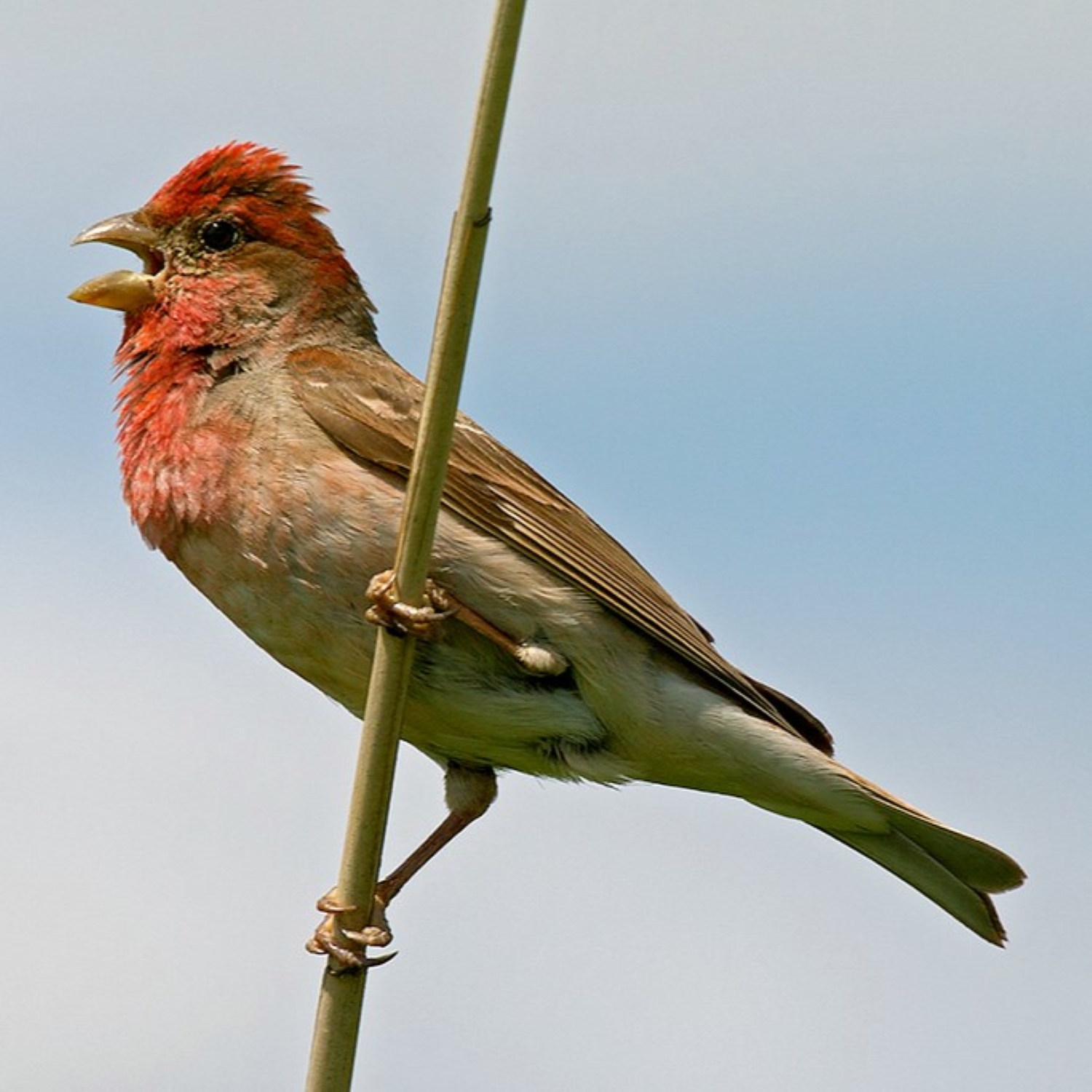 Karmingimpel - common rosefinch