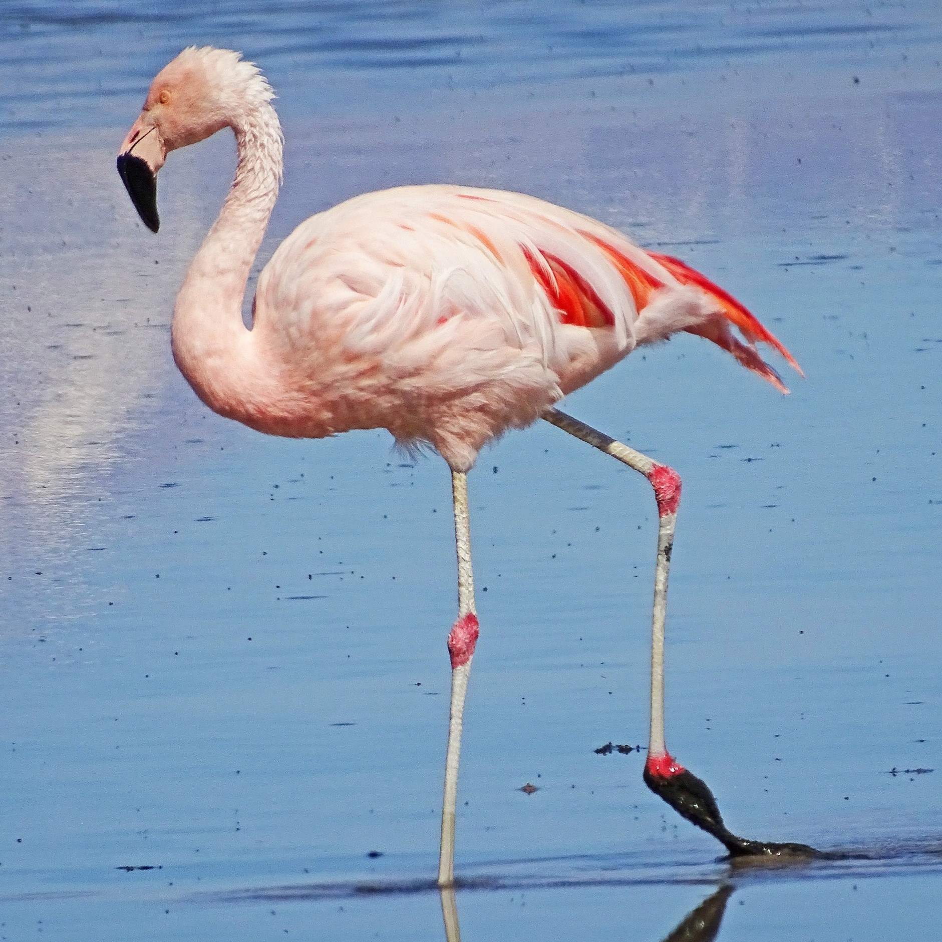 Chile-Flamingo
