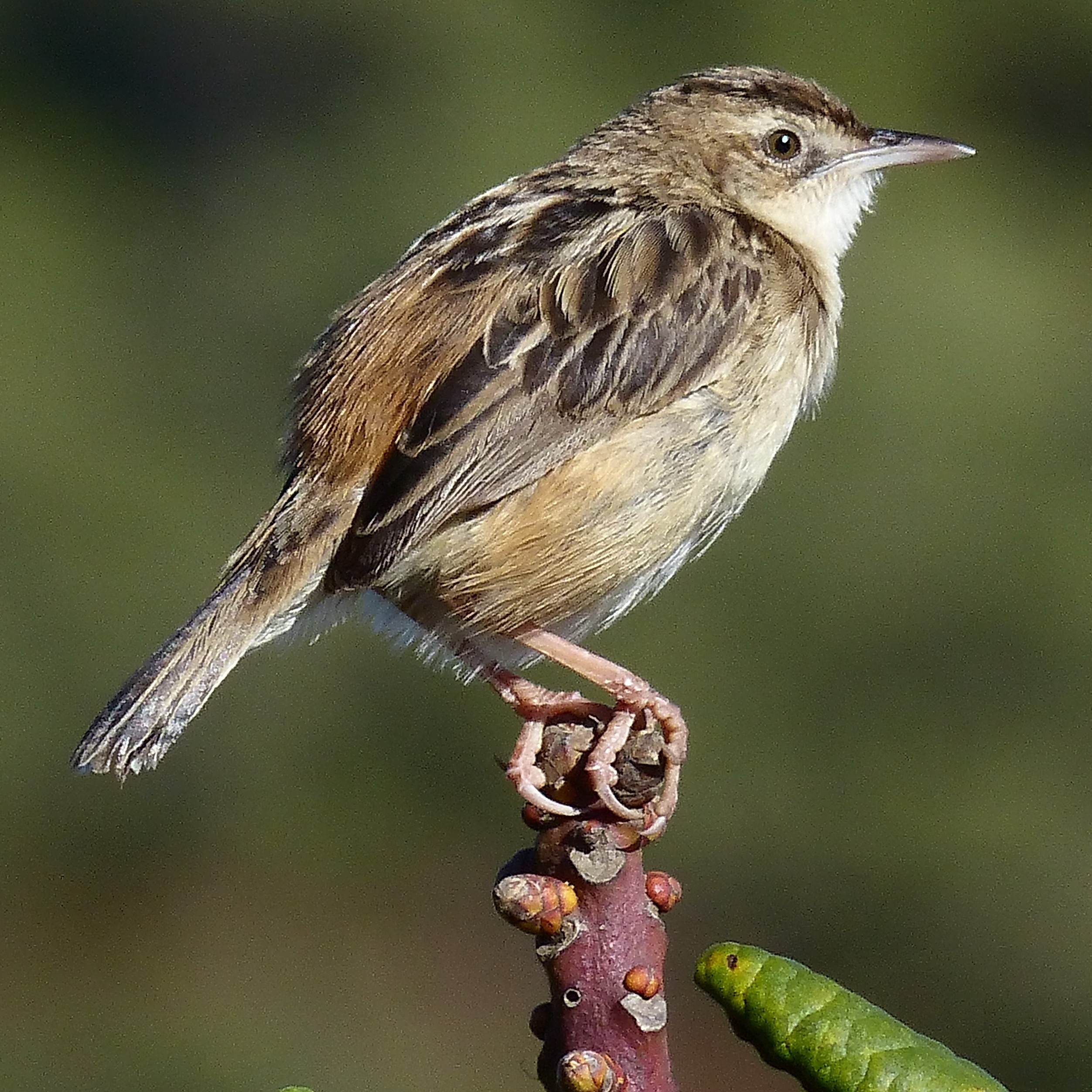 Zistensänger oder Zitting Cisticola