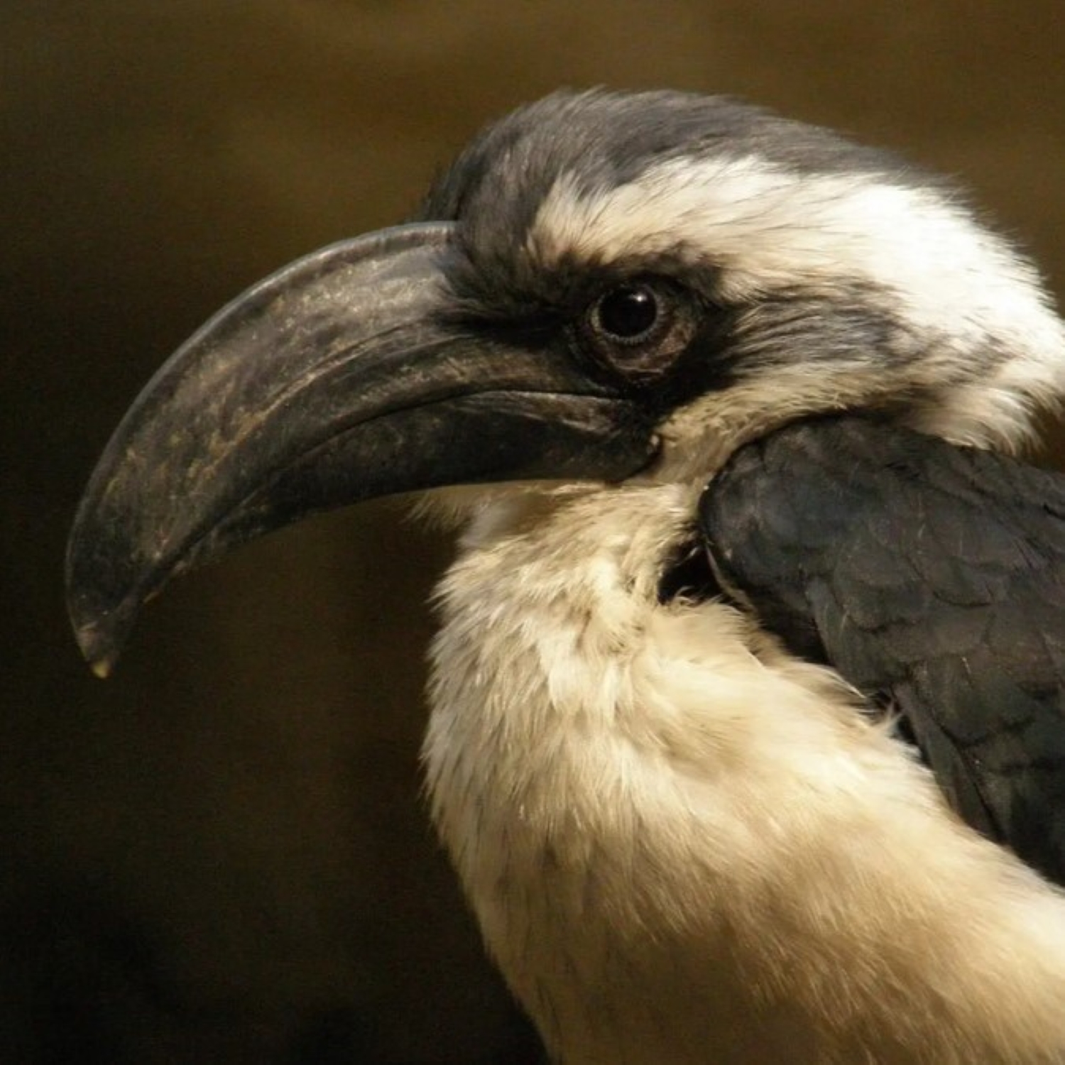 der Von-der-Decken-Toko - Tockus deckeni