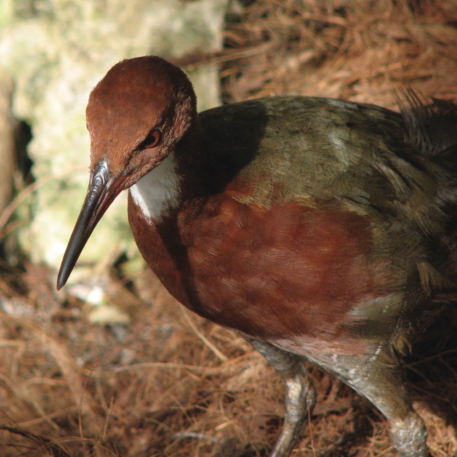 Aldabra-Weißkehlralle