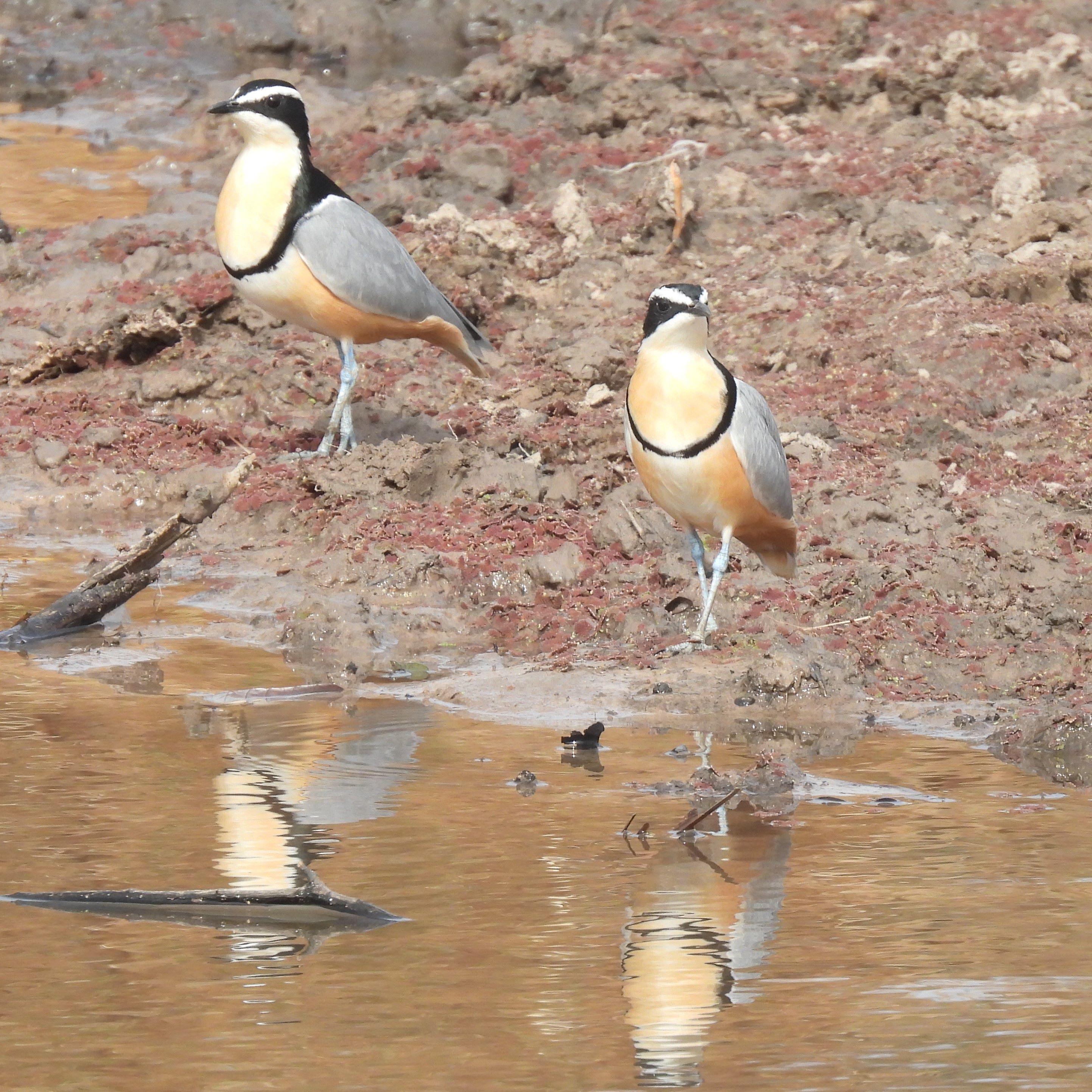 Vogel der Woche - der Krokodilwächter