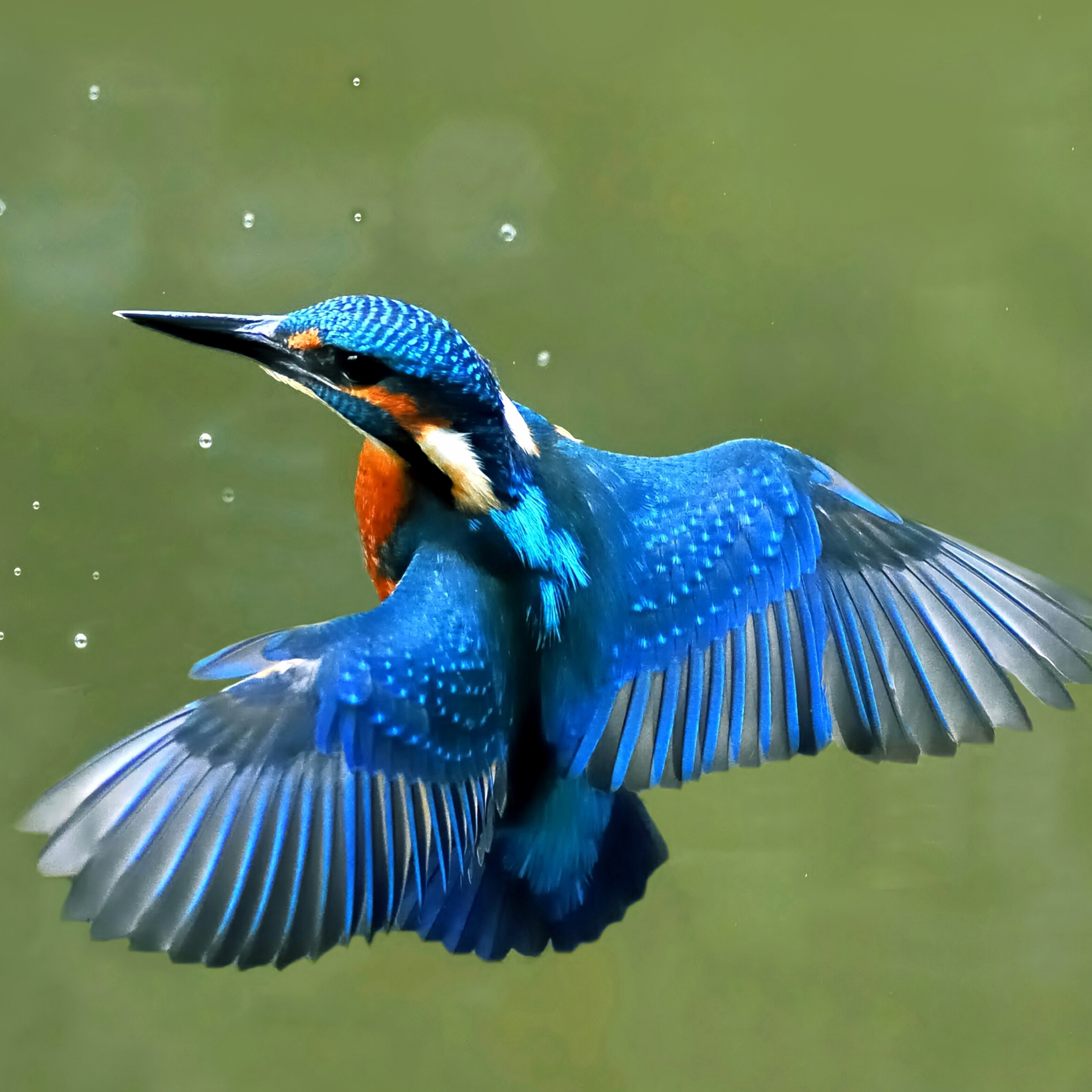 Eisvogel - Alcedo Atthis