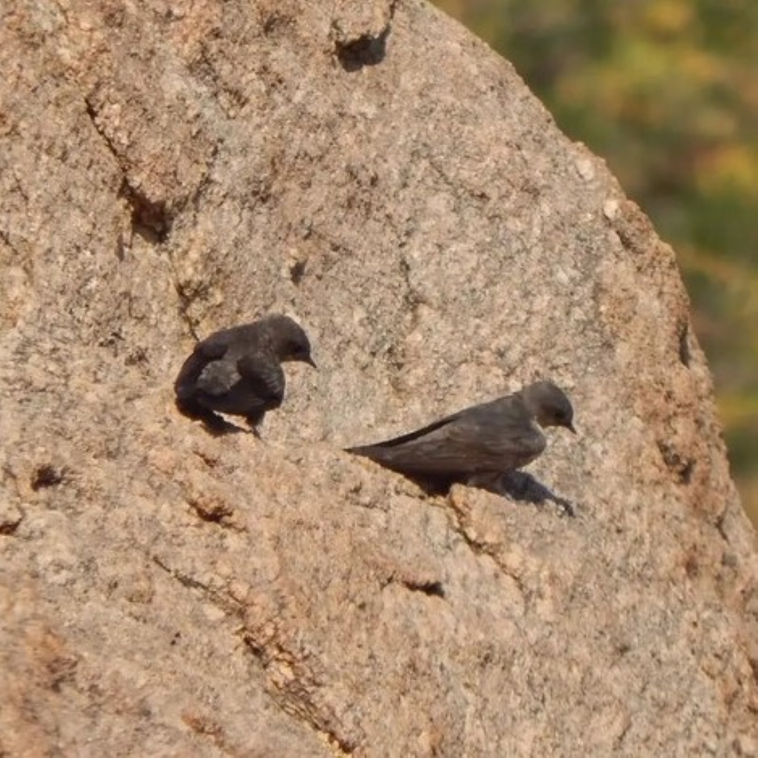 Felsenschwalbe - Eurasian crag martin