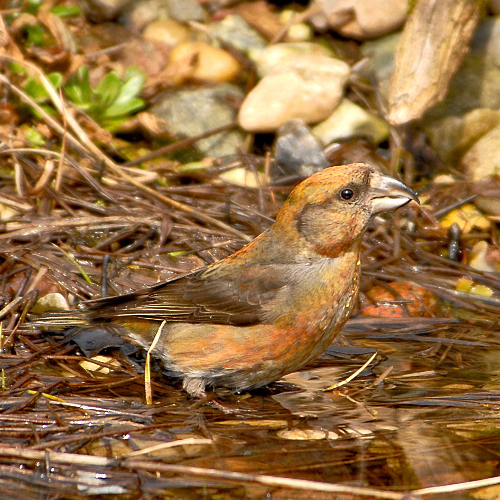 Fichtenkreuzschnabel