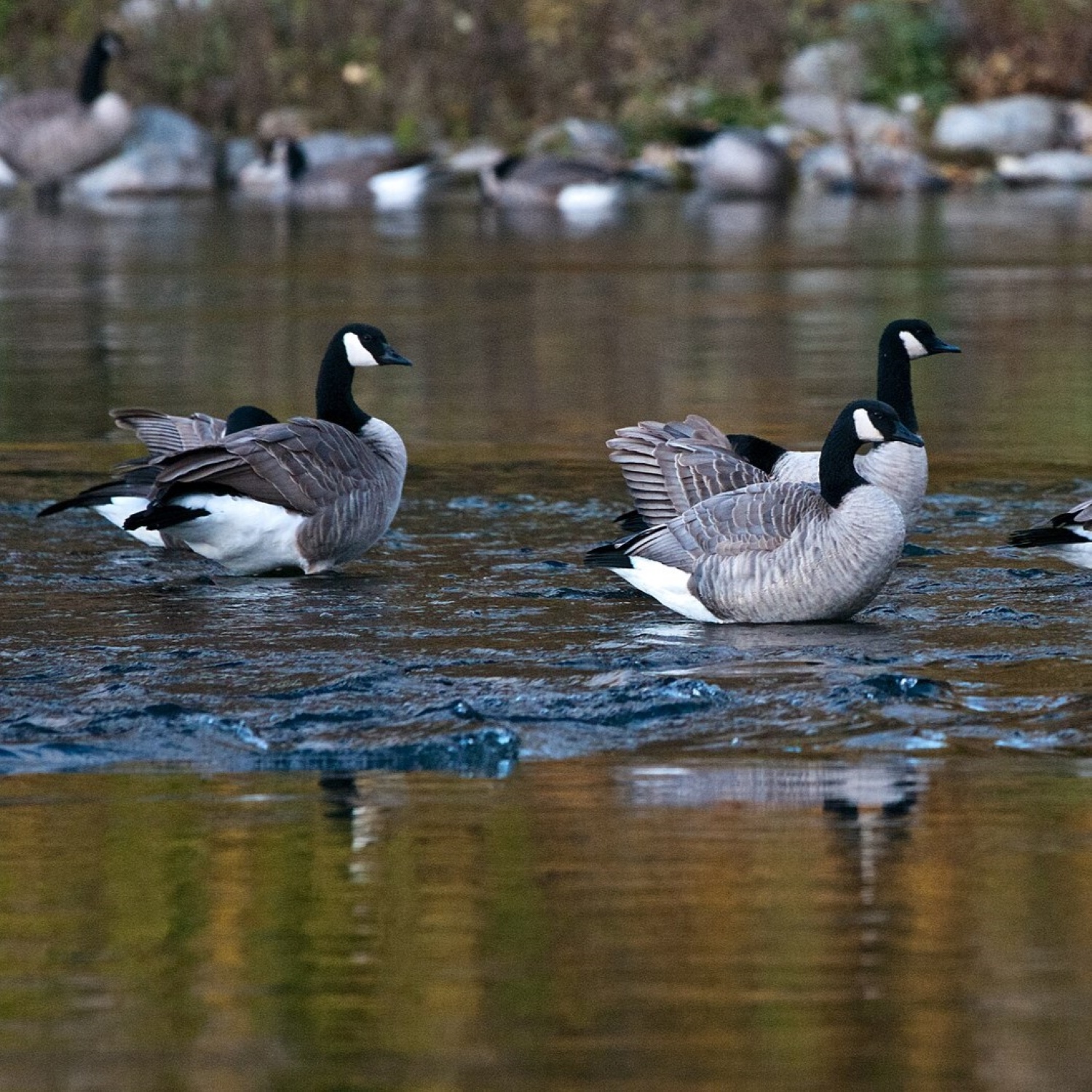 Vogel der Woche - bird of the week