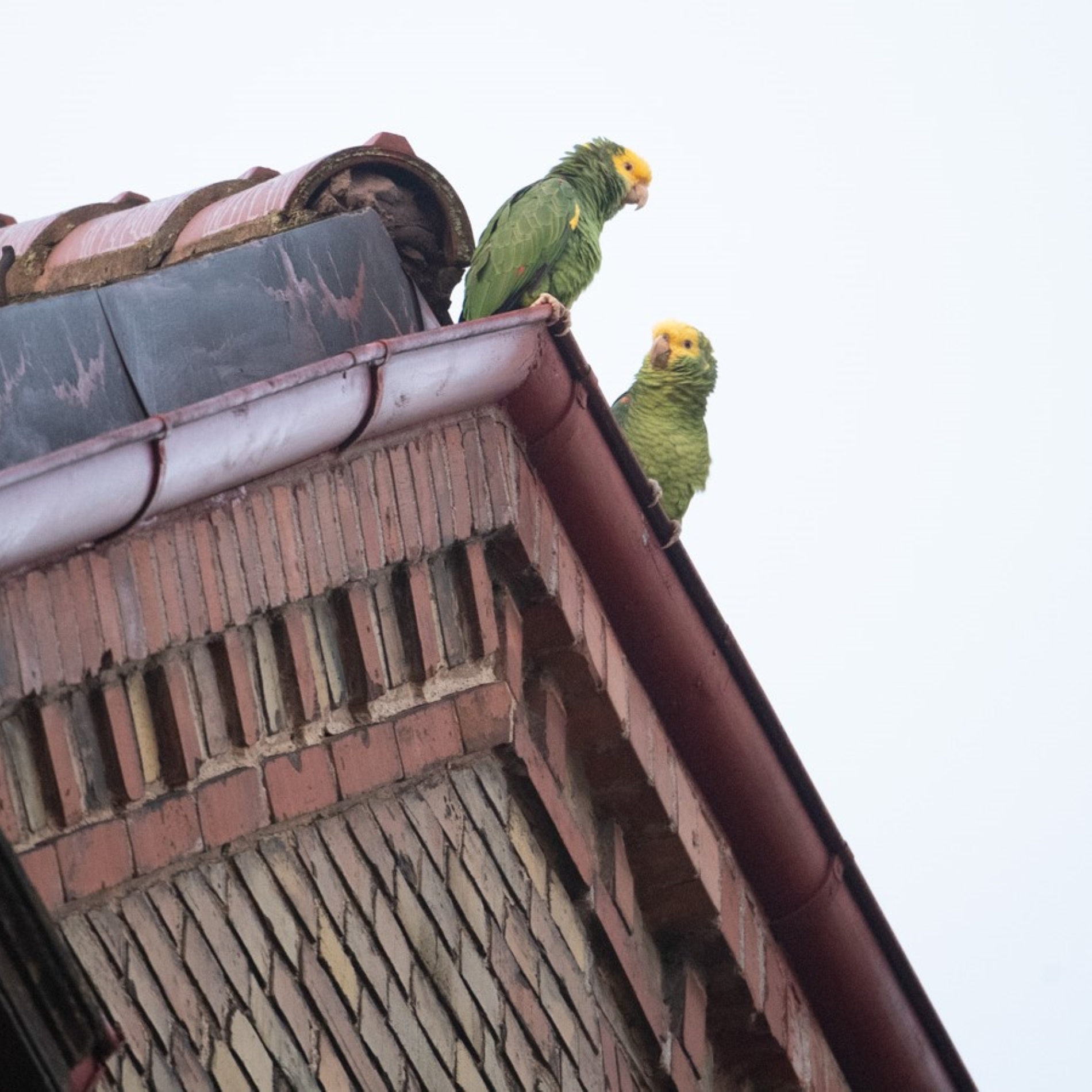 Gelbkopfamazone - Amazona oratrix