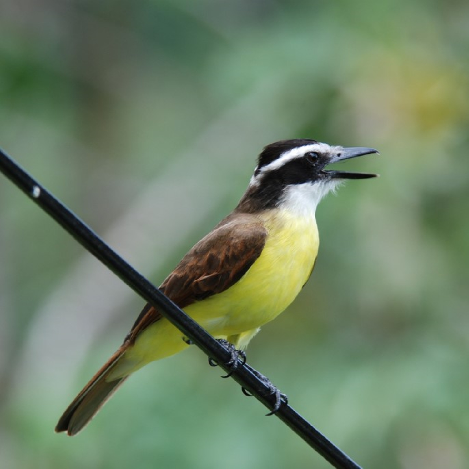 Schwefel-Maskentyrann - Great Kiskadee - Pitangus sulphuratus
